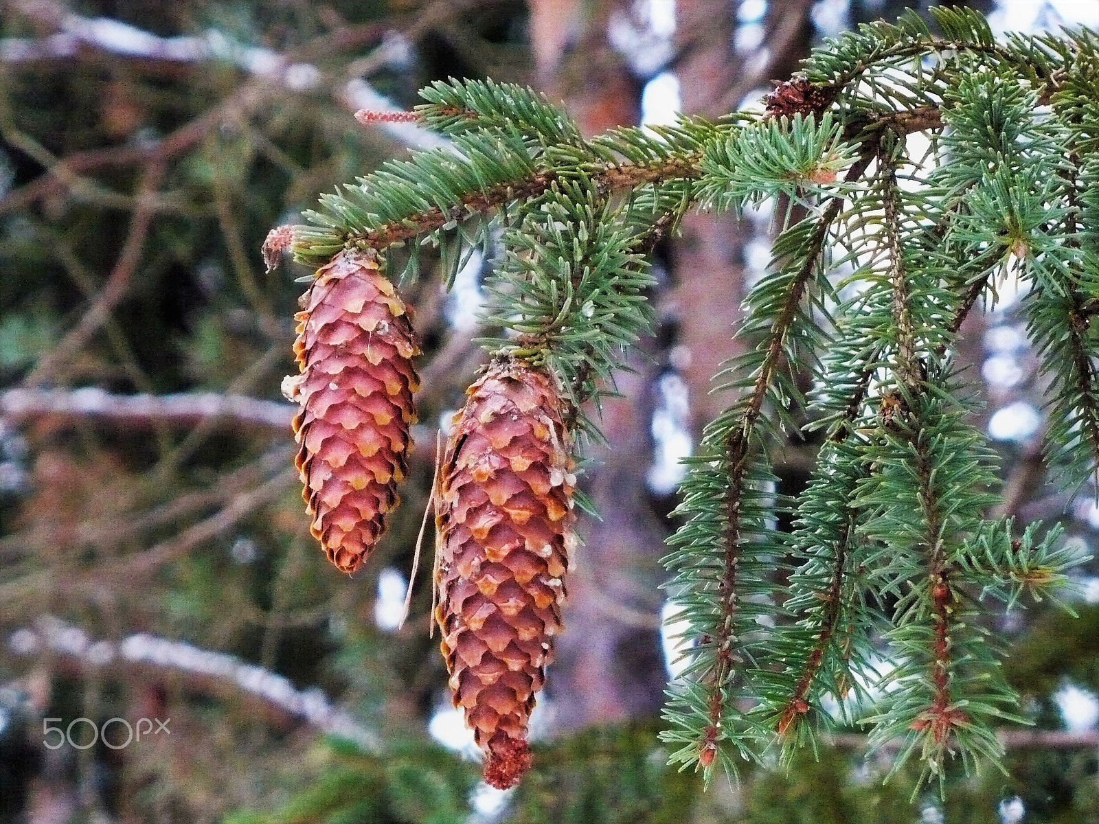 Panasonic DMC-LZ7 sample photo. Fir cones on a branch photography