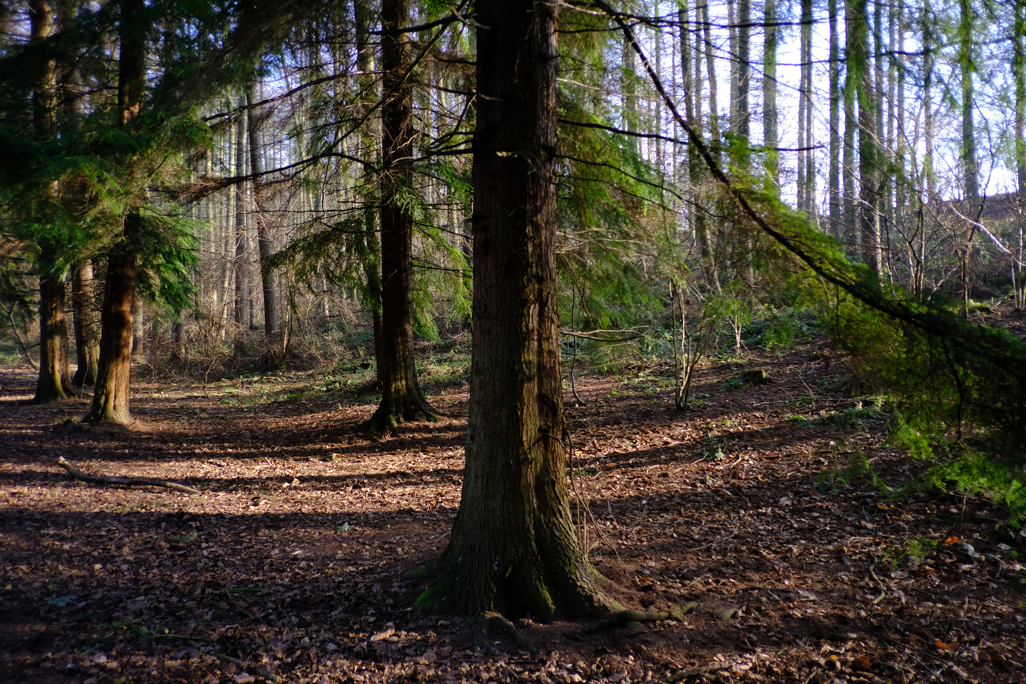 Fujifilm X-T2 sample photo. Enchanted forest photography