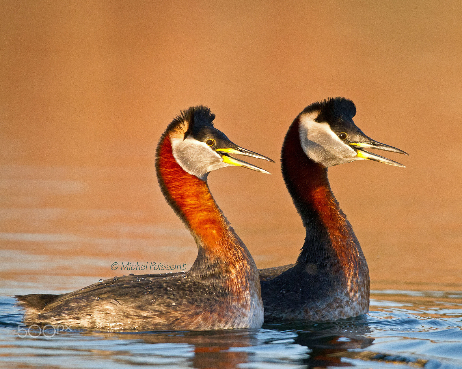 Canon EOS 7D + Canon EF 300mm F4L IS USM sample photo. Red necked grebe photography