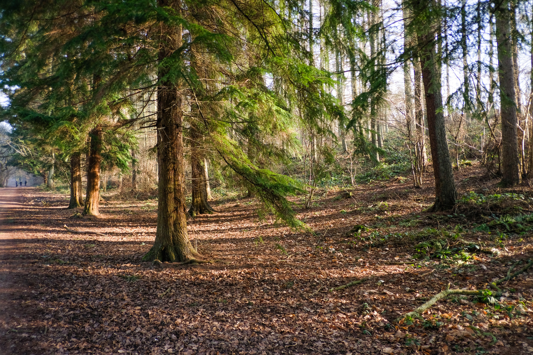 Fujifilm XF 18mm F2 R sample photo. Enchanted forest photography
