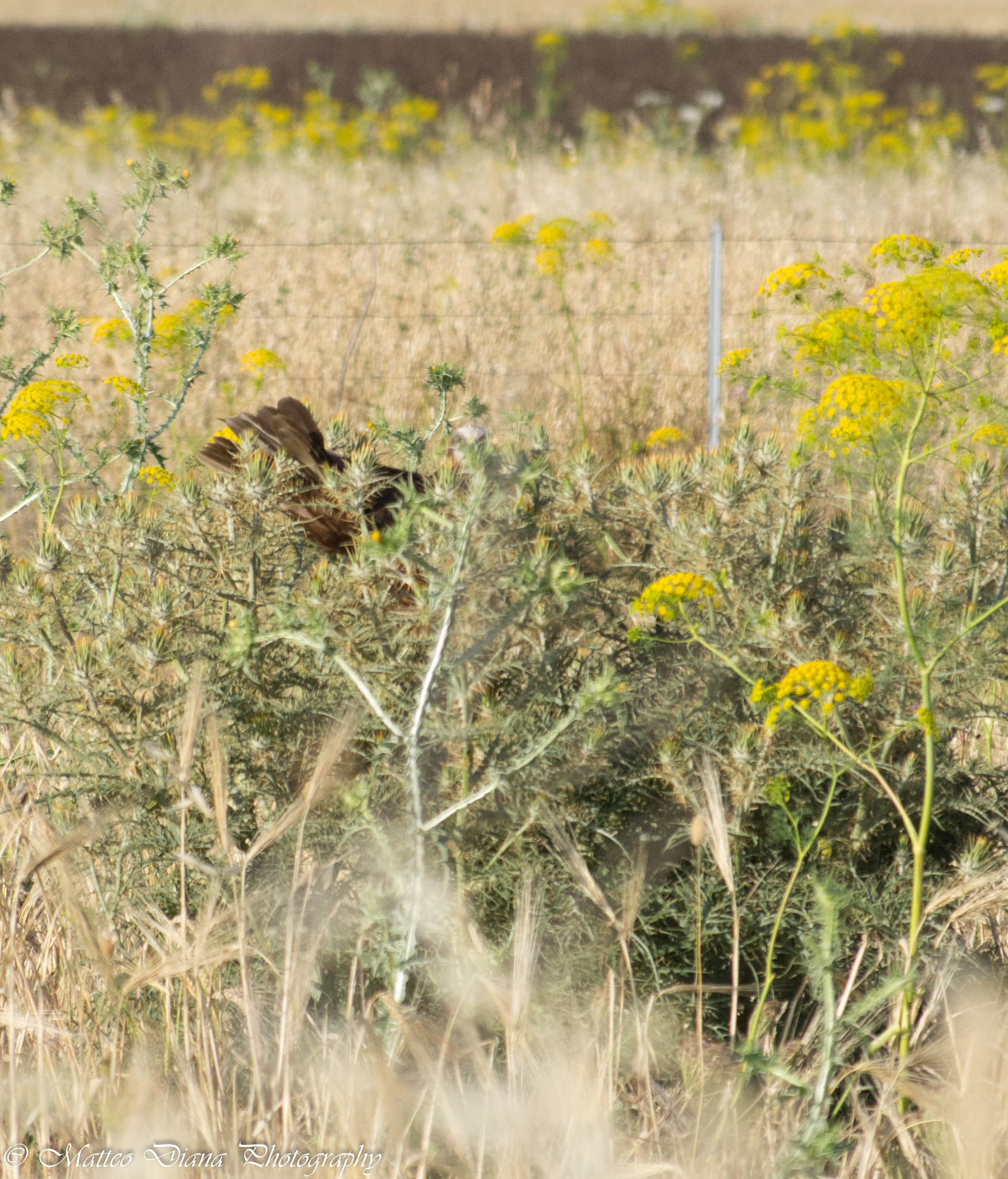 smc PENTAX-DA L 50-200mm F4-5.6 ED sample photo. Falco di palude (circus aeruginosus (linnaeus, 1758)) photography