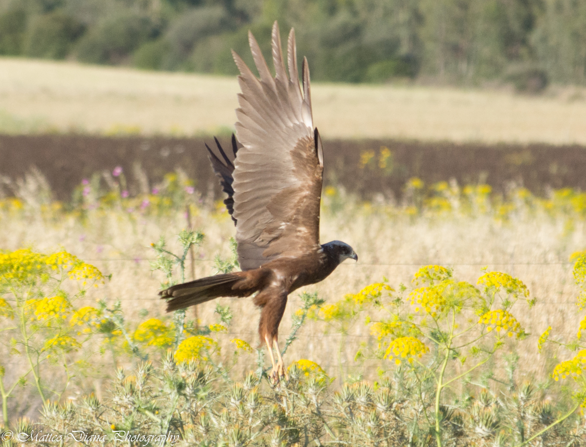 smc PENTAX-DA L 50-200mm F4-5.6 ED sample photo. Falco di palude (circus aeruginosus (linnaeus, 1758)) photography