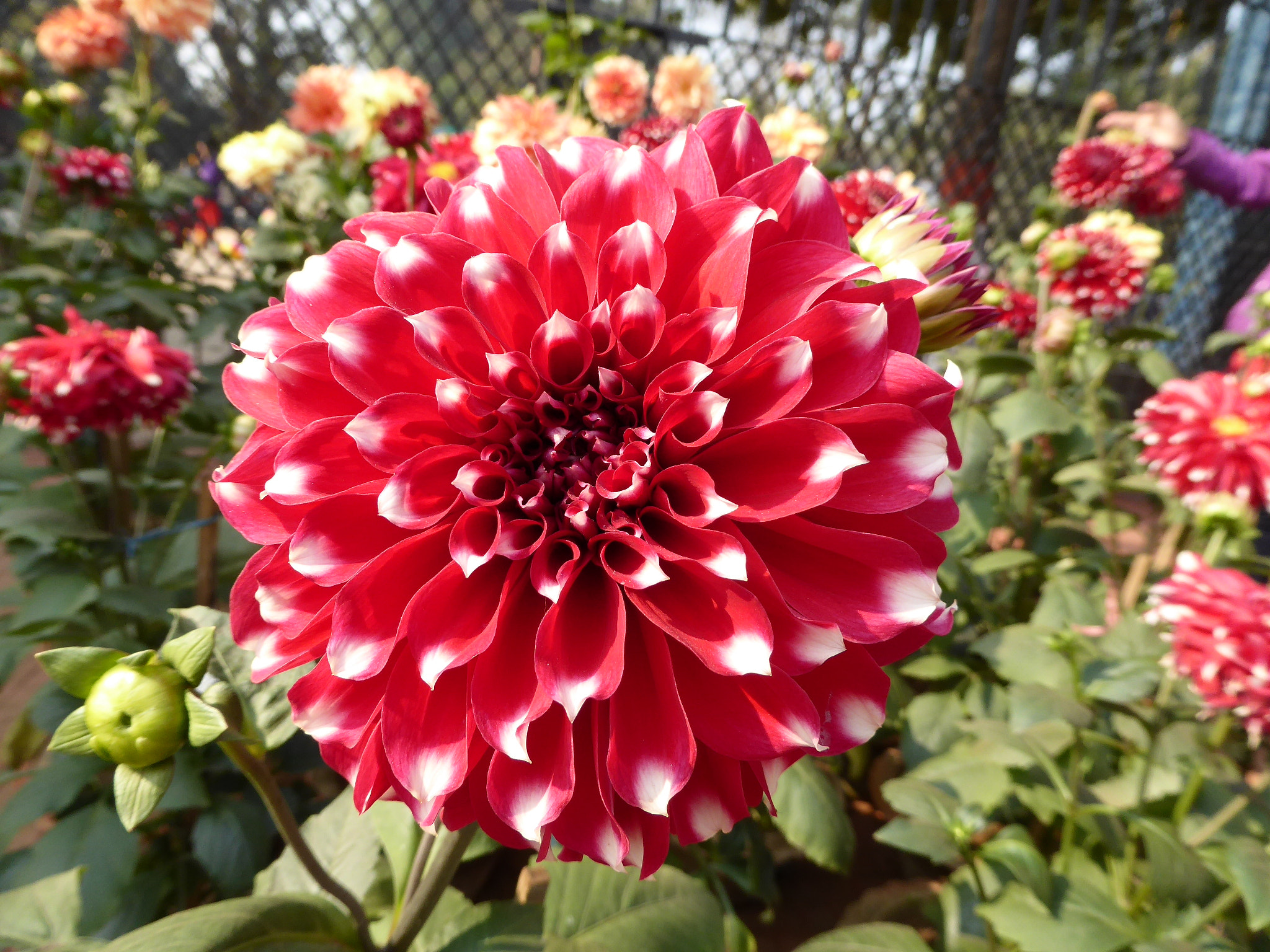 Panasonic Lumix DMC-ZS40 (Lumix DMC-TZ60) sample photo. Flowers photography
