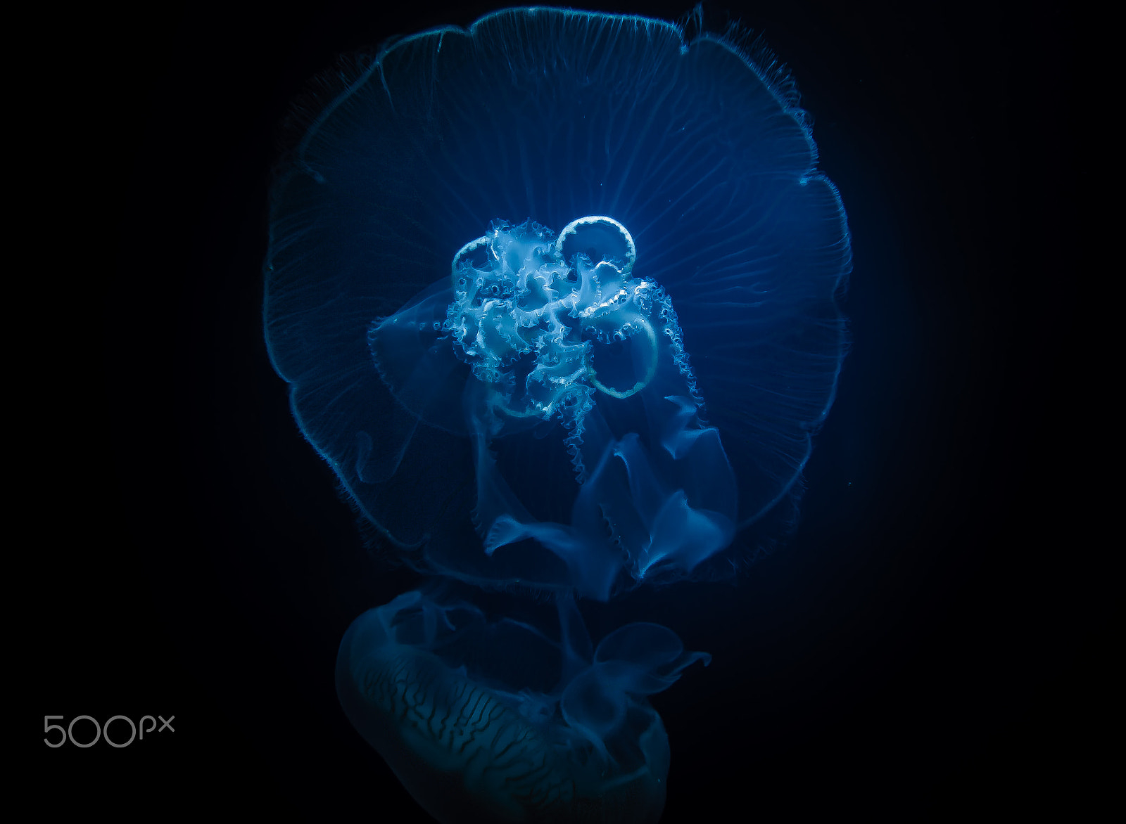 Canon EF-S 10-22mm F3.5-4.5 USM sample photo. Jellyfish ii photography
