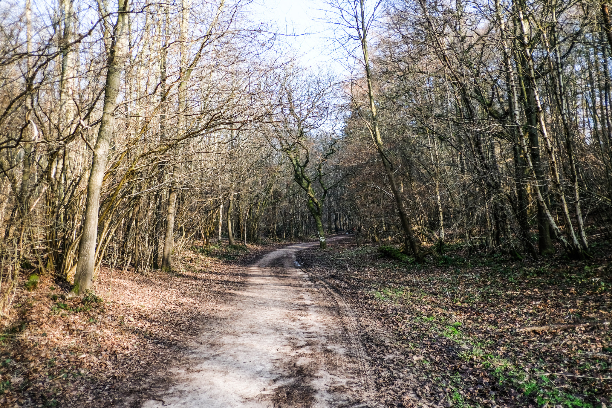 Fujifilm X-T2 + Fujifilm XF 18mm F2 R sample photo. Enchanted forest photography