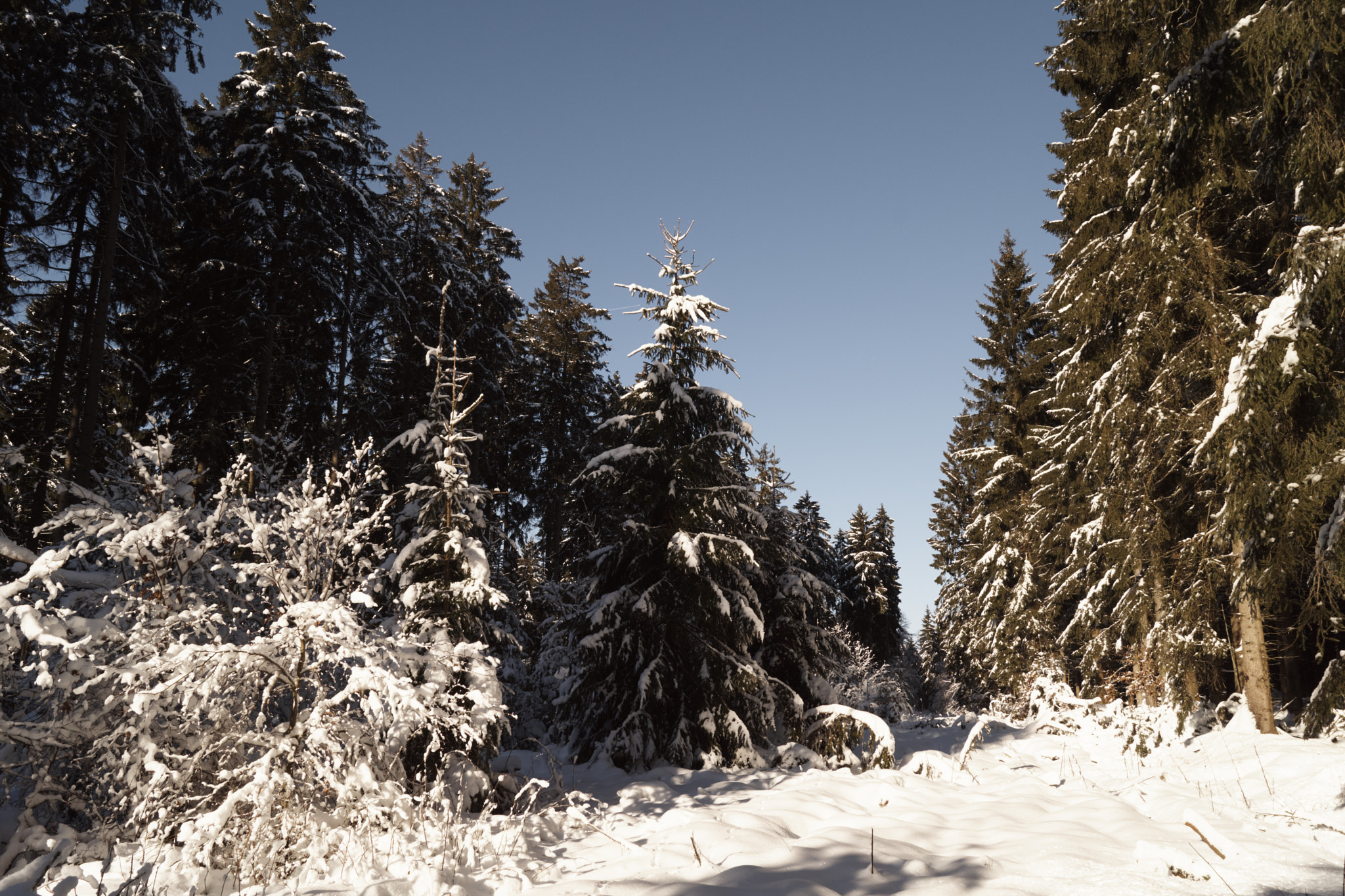 Sony SLT-A68 sample photo. Wintersonne photography