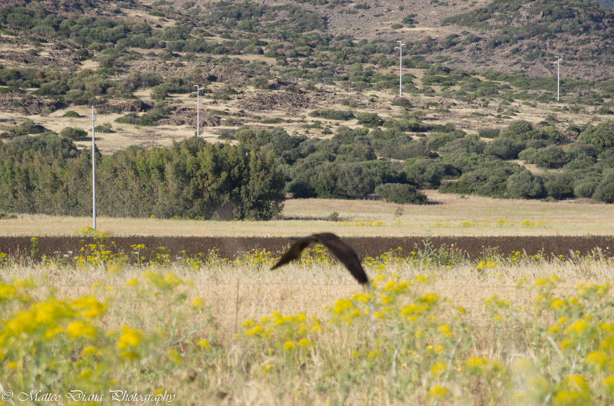 smc PENTAX-DA L 50-200mm F4-5.6 ED sample photo. Il fantastico mondo dei rapaci photography