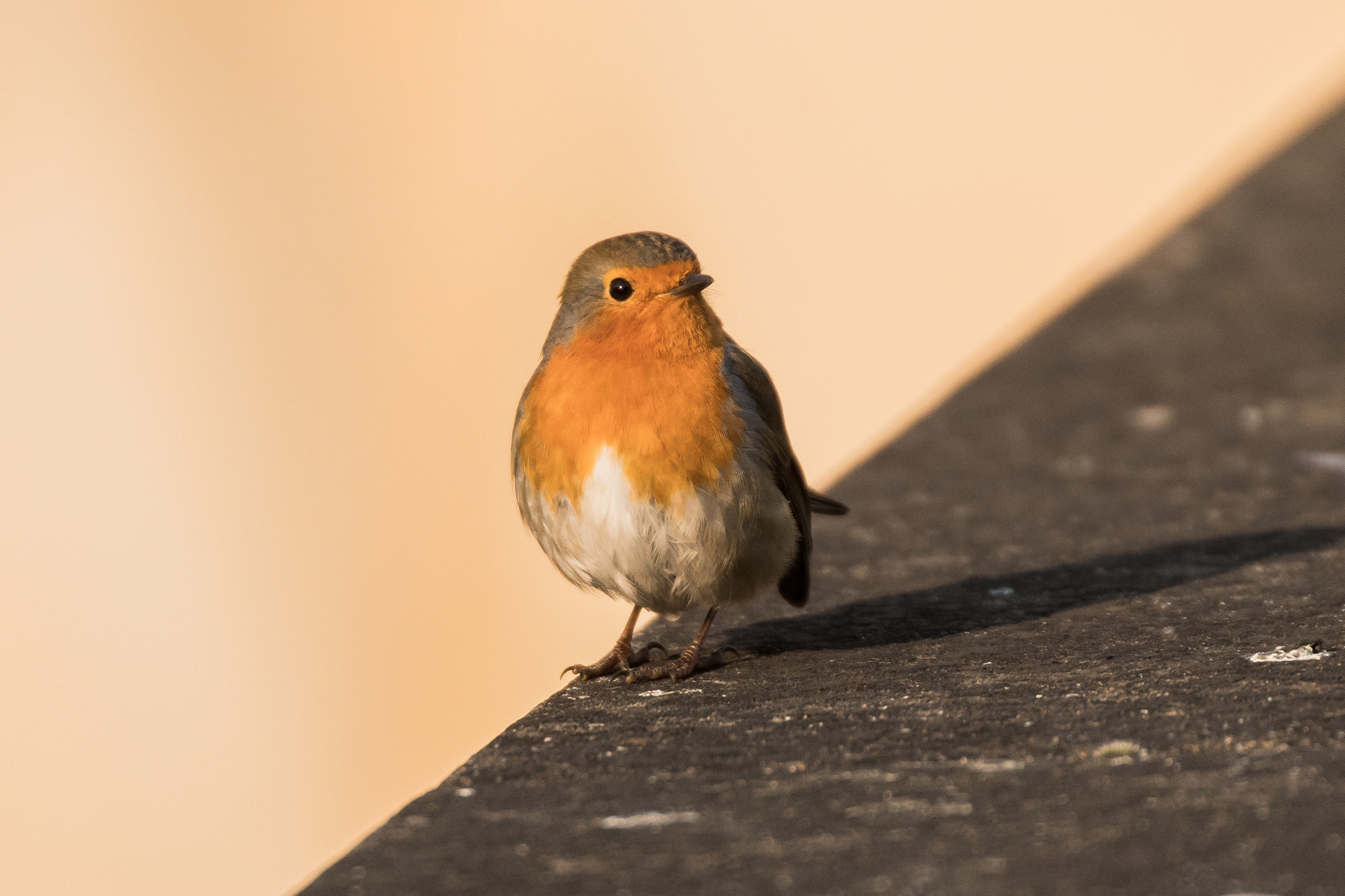 Sigma 50-500mm F4.5-6.3 DG OS HSM sample photo. The robin photography