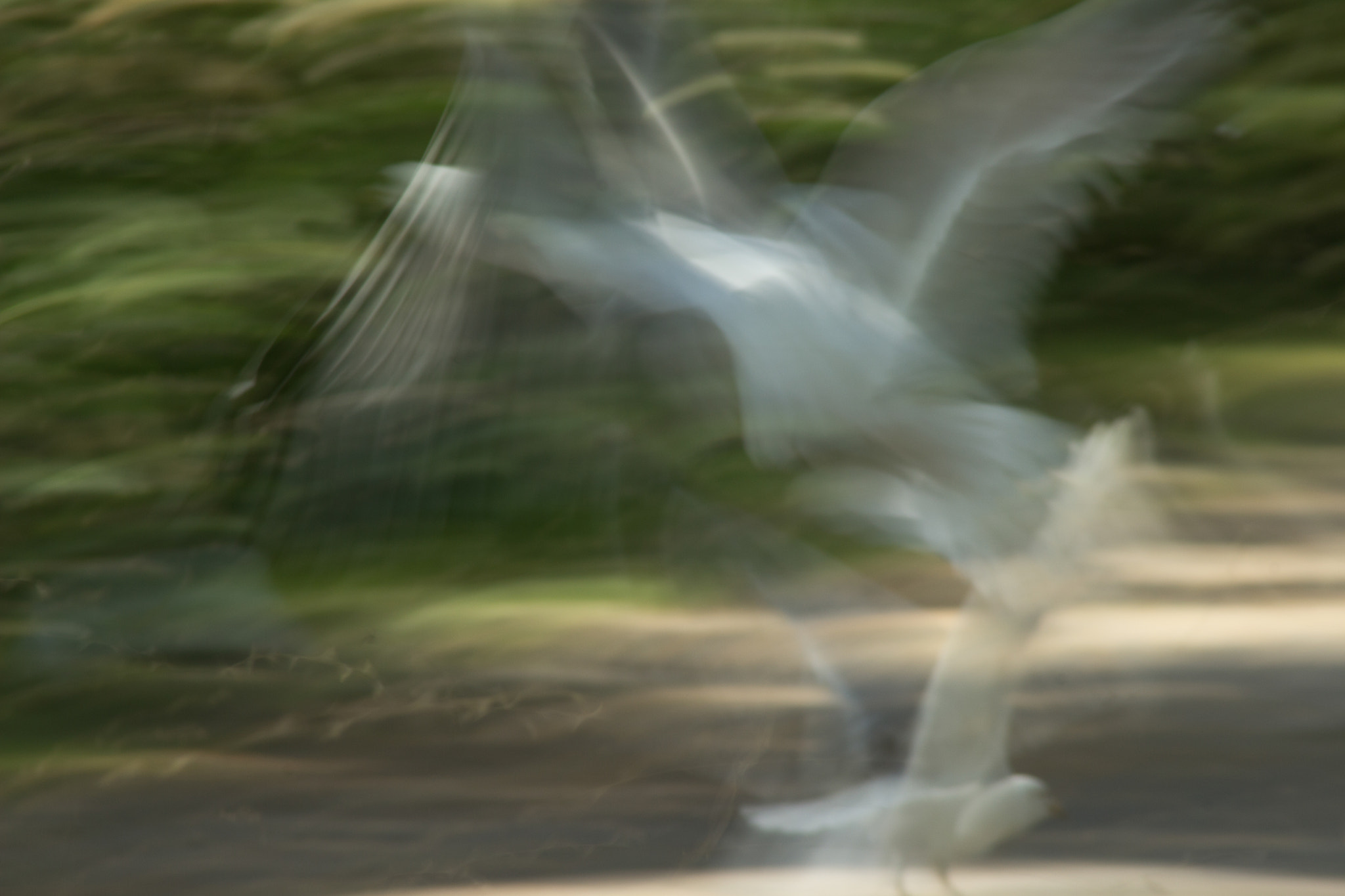 Canon EOS 600D (Rebel EOS T3i / EOS Kiss X5) sample photo. Flying gulls photography