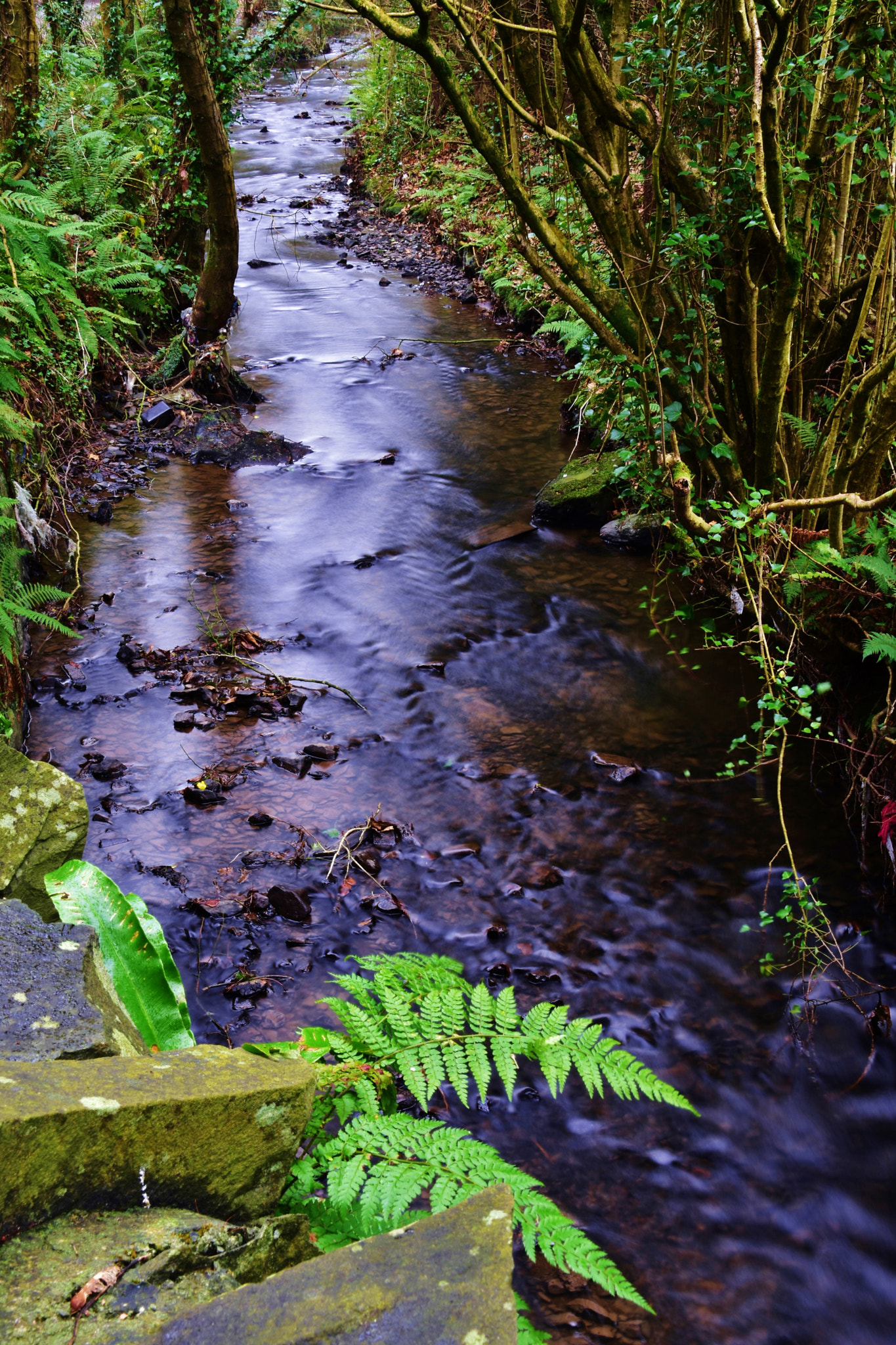 Nikon D5500 sample photo. The ferny glen photography