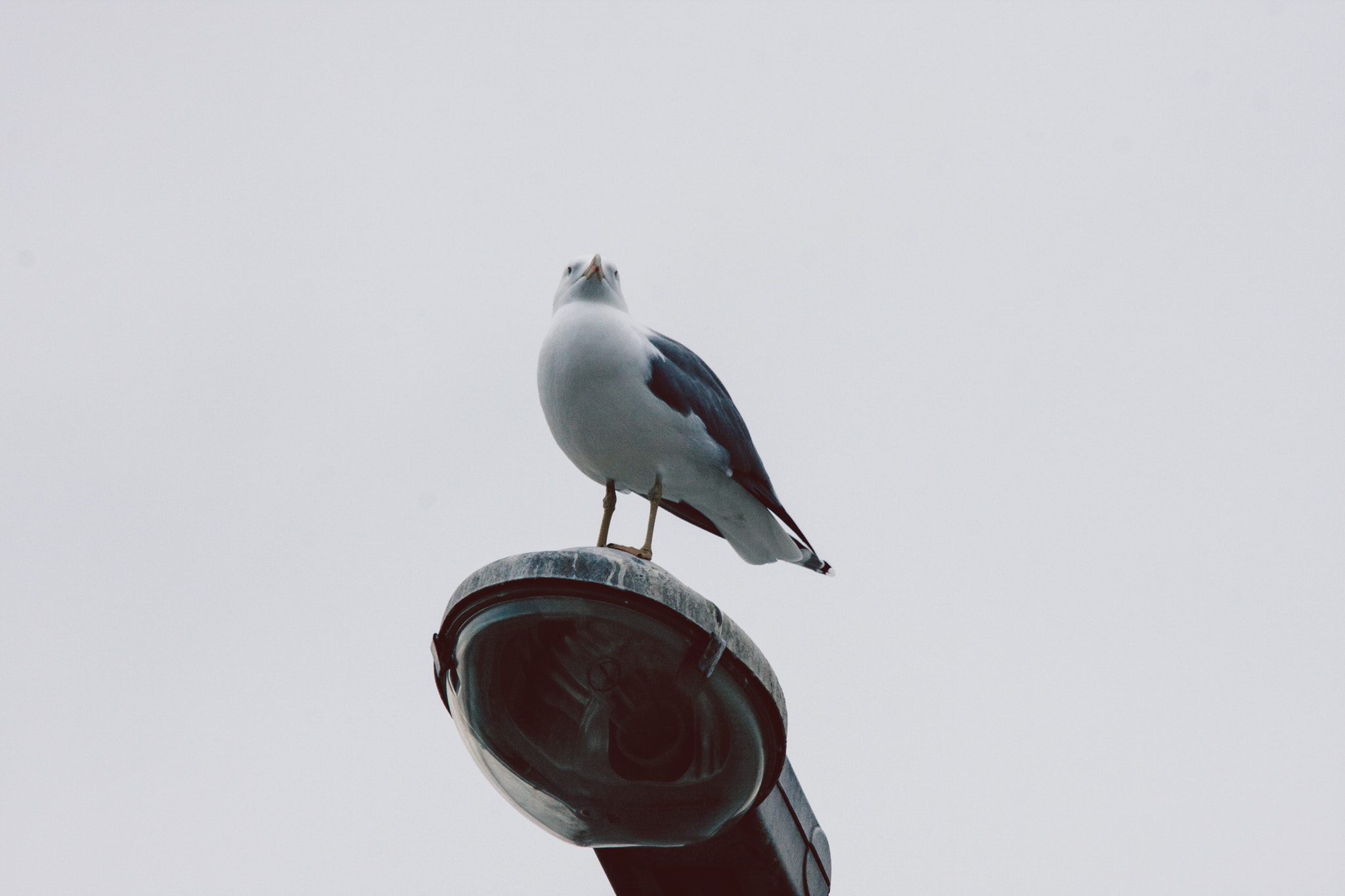 Canon EF 35-350mm F3.5-5.6L USM sample photo. Guardian. photography