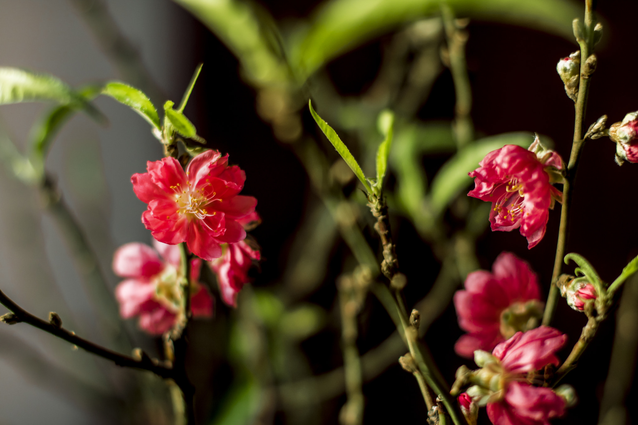 Canon EOS 750D (EOS Rebel T6i / EOS Kiss X8i) + Canon EF 50mm F1.4 USM sample photo. Lunar new year is coming!!! photography