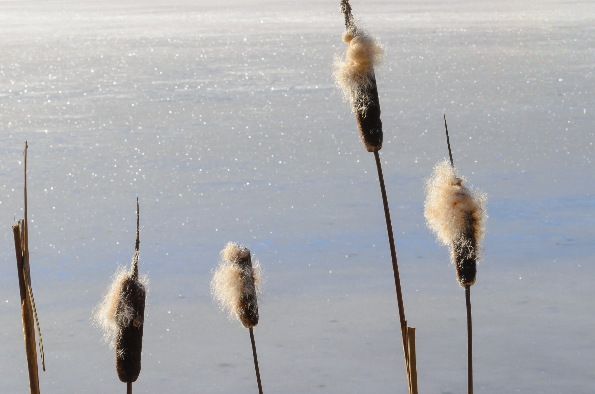 Tamron SP 70-200mm F2.8 Di VC USD sample photo. Bulrush photography