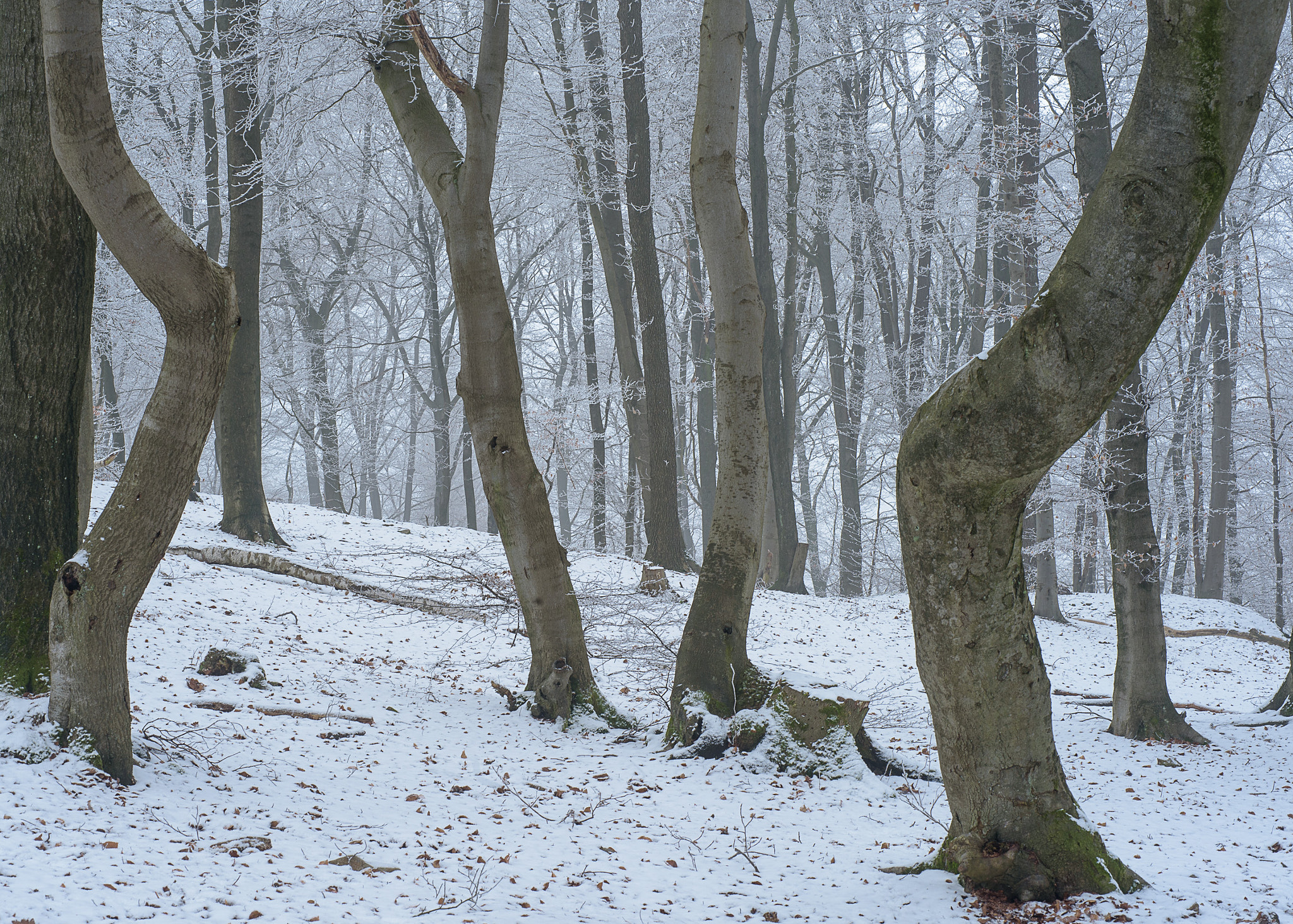 Nikon AF Micro-Nikkor 60mm F2.8D sample photo. Winter mood #2 photography