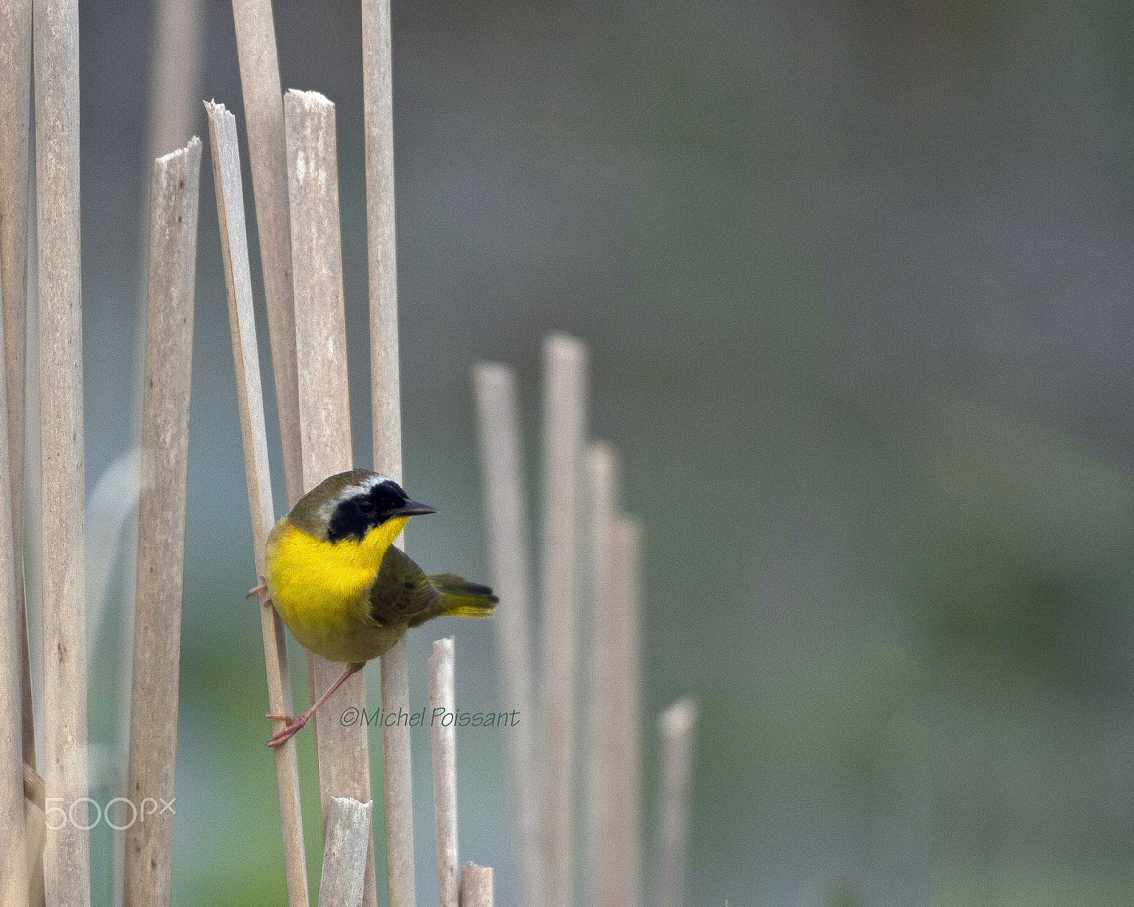 Canon EOS 7D + Canon EF 300mm F4L IS USM sample photo. Common yellowthroat photography