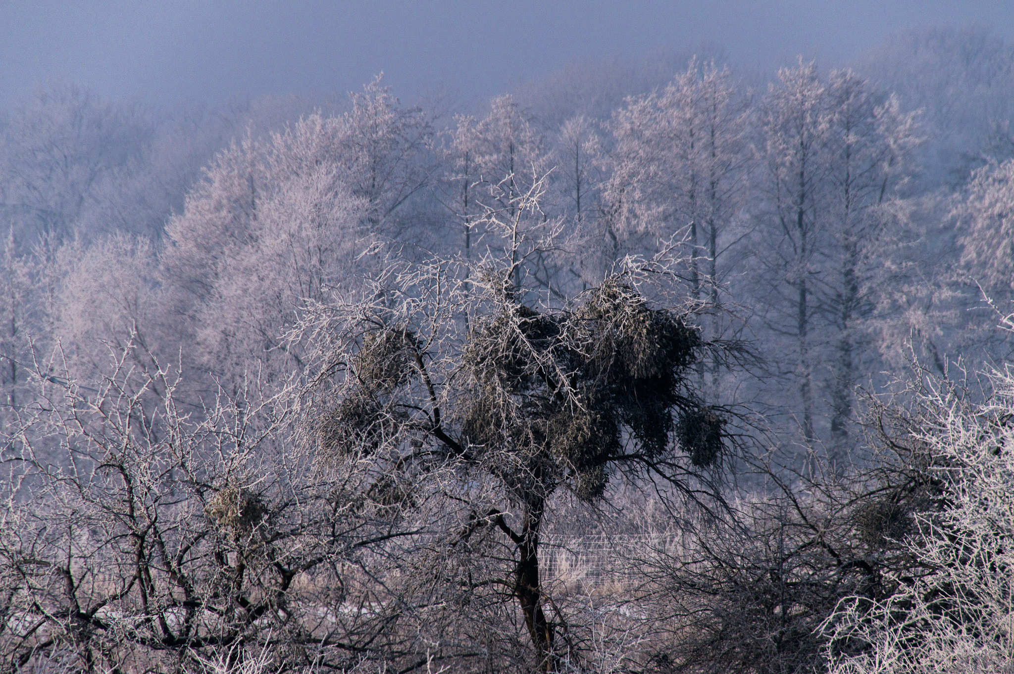 Sony SLT-A58 sample photo. Winter has come... photography