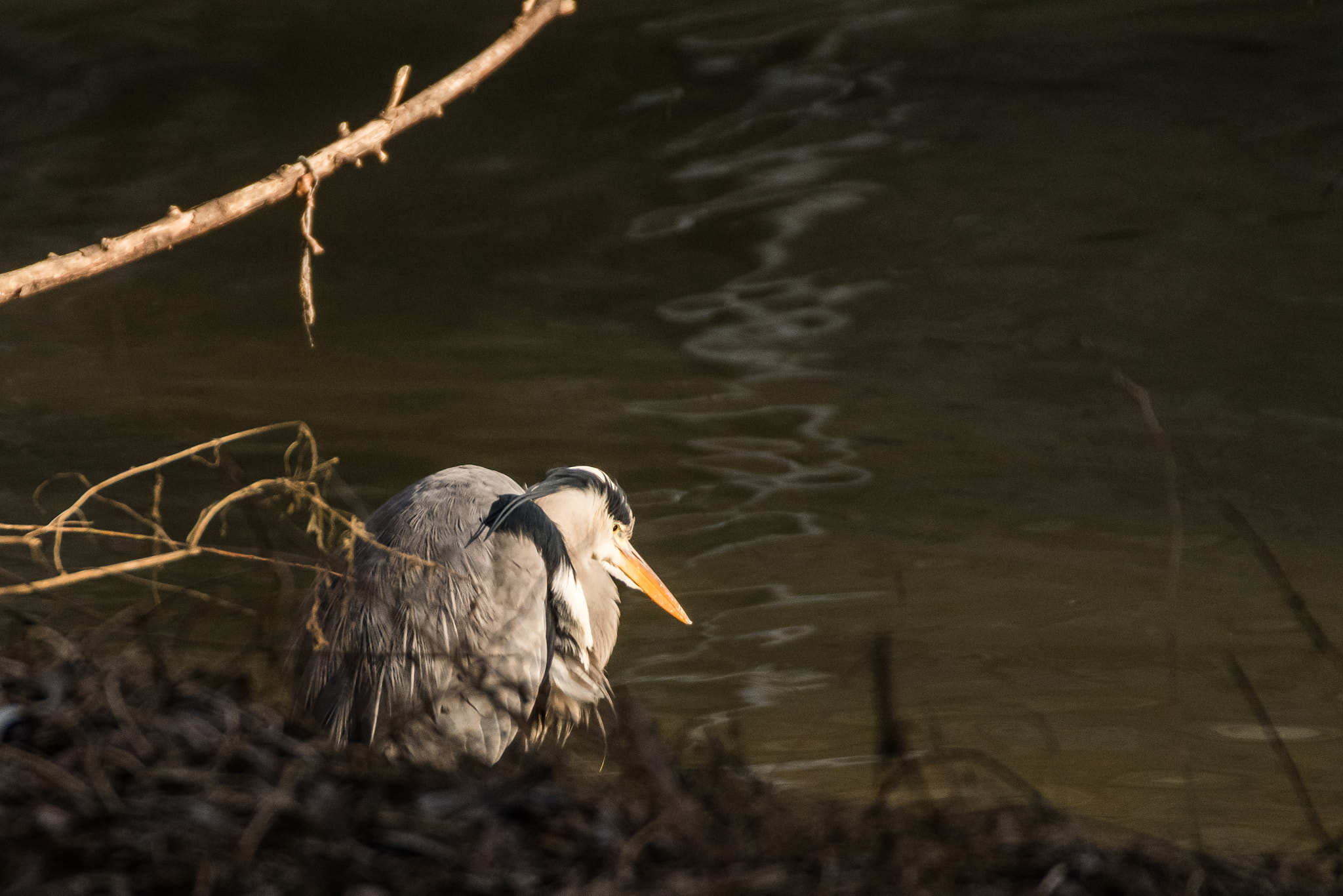 Sigma 50-500mm F4.5-6.3 DG OS HSM sample photo. Gone fishing photography