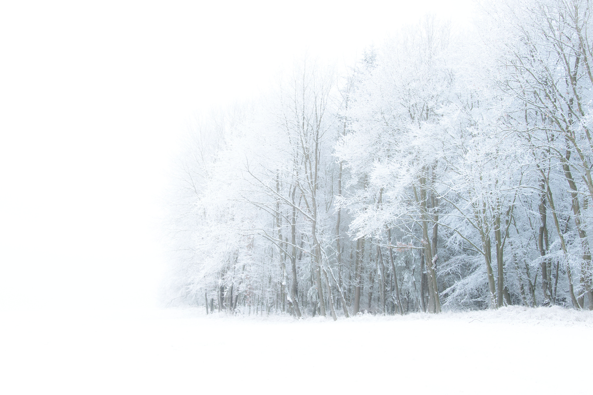 Nikon D500 sample photo. Cold and foggy winter day photography