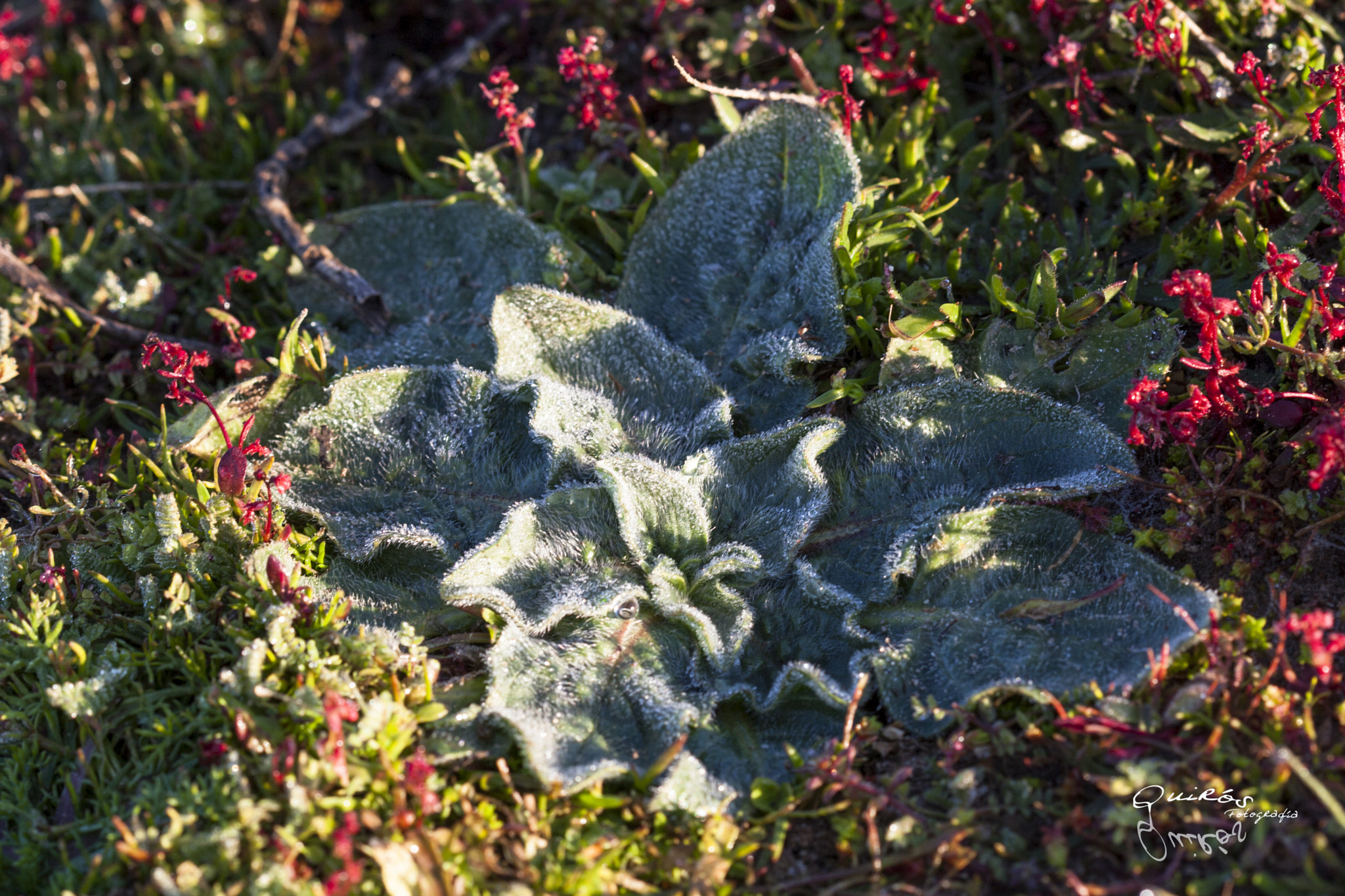 Canon EF 100mm F2.8 Macro USM sample photo. Frosty photography