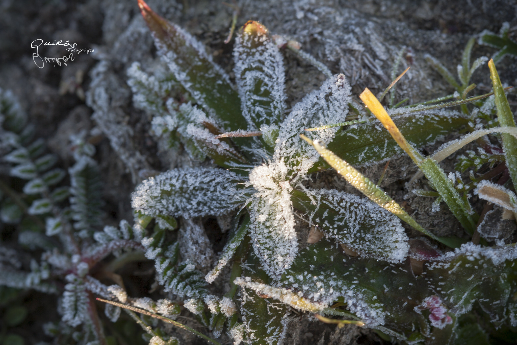 Canon EF 100mm F2.8 Macro USM sample photo. Frosty macro photography