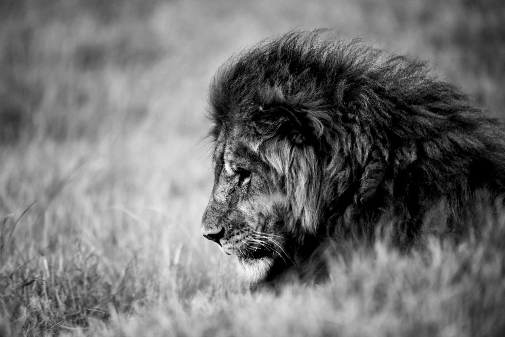 Nikon AF-S Nikkor 200-400mm F4G ED-IF VR sample photo. Wild adult male lion, brother to the alpha photography