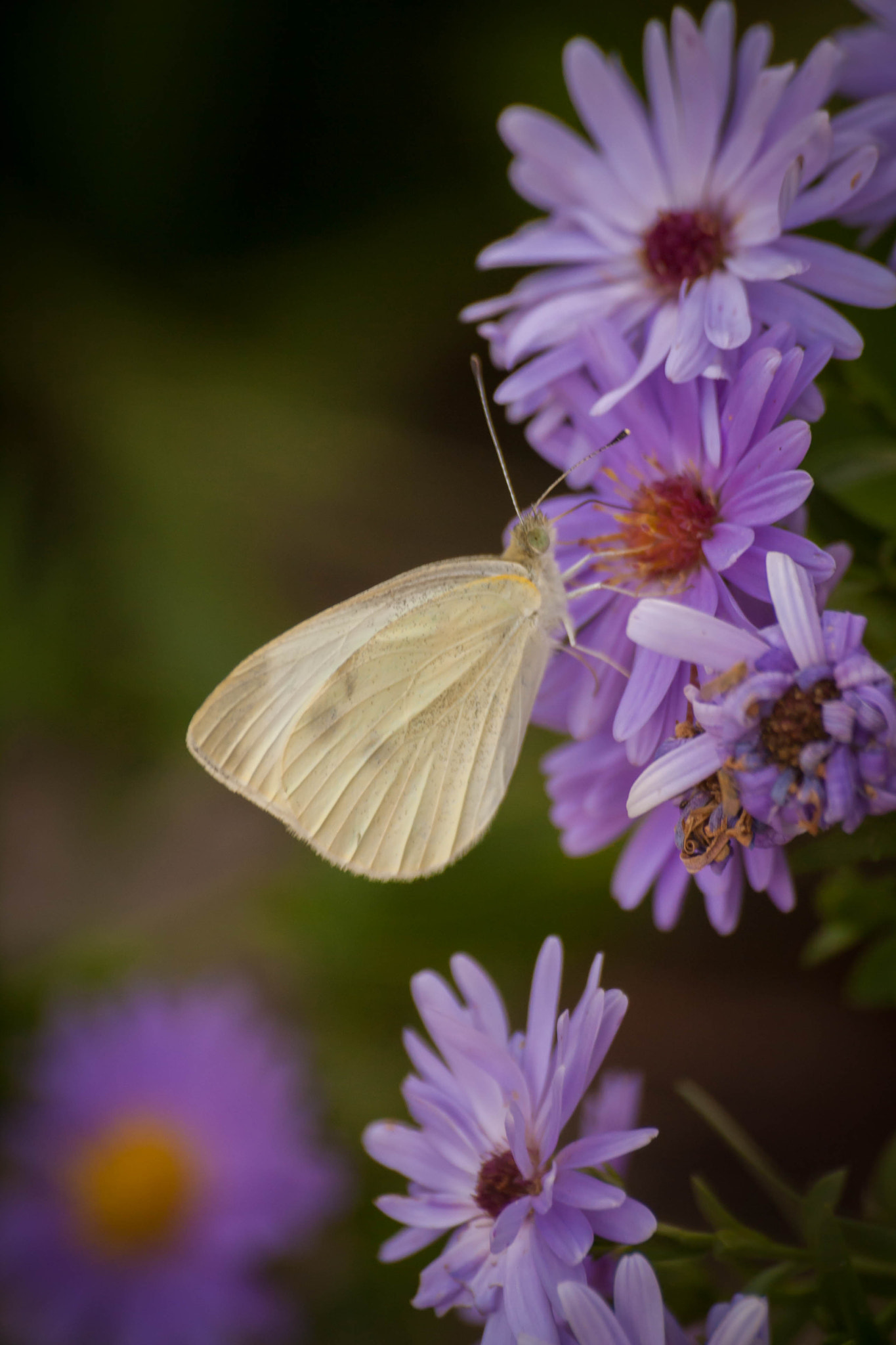 Sigma 70-300mm F4-5.6 APO DG Macro sample photo. White butterfly photography