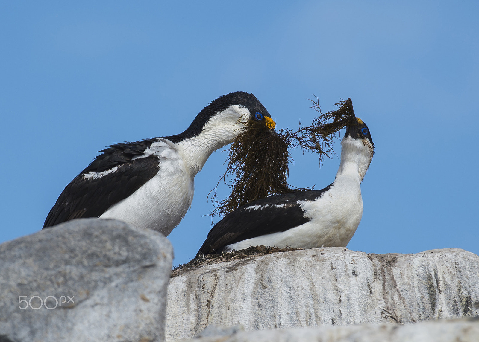 Nikon AF-S Nikkor 200-500mm F5.6E ED VR sample photo. Antarctic shag close up photography