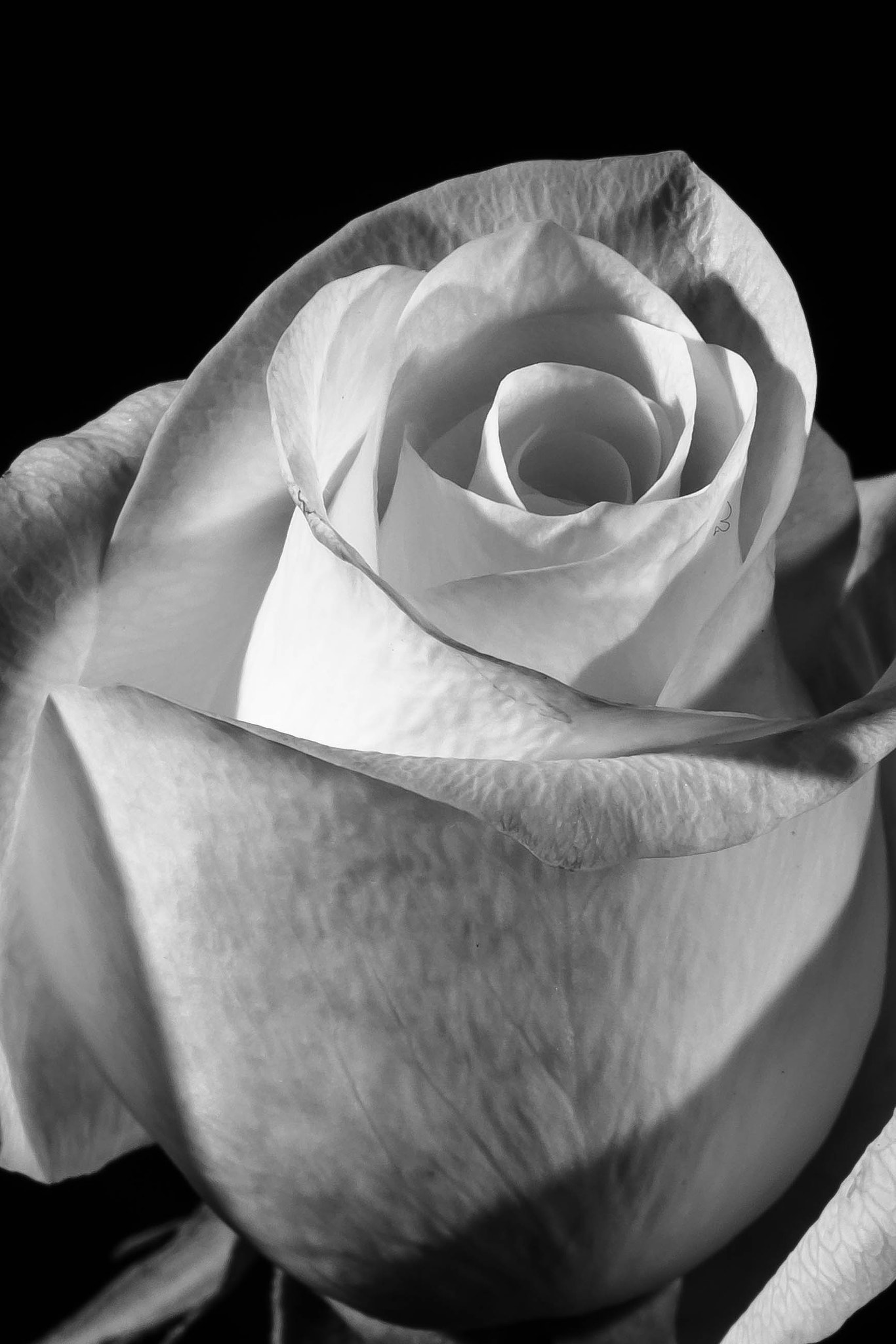 Canon EF 100mm F2.8 Macro USM sample photo. Rose b&w photography