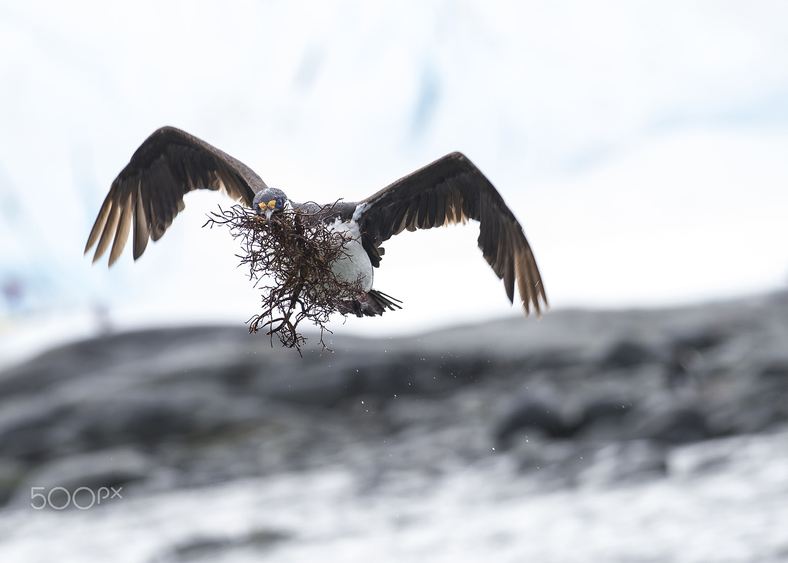 Nikon AF-S Nikkor 200-500mm F5.6E ED VR sample photo. Antarctic shag close up photography