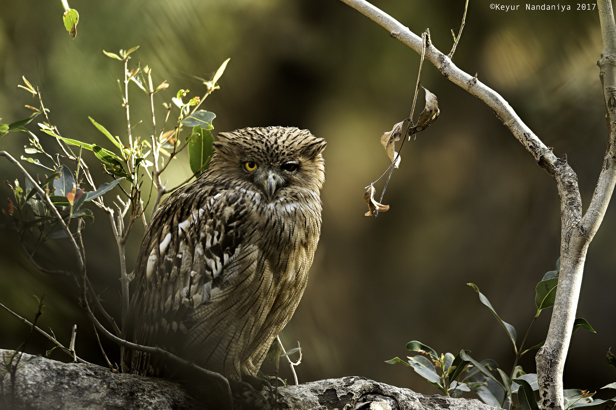 Canon EF 400mm F2.8L IS USM sample photo. Brown fish owl photography
