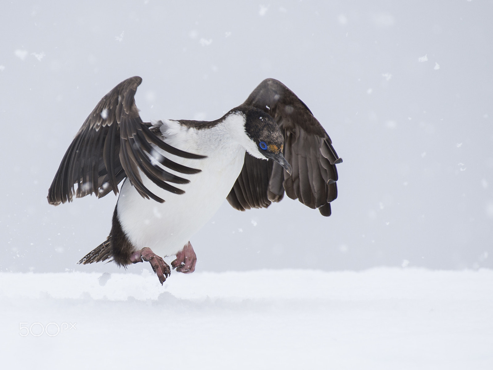 Nikon AF-S Nikkor 200-500mm F5.6E ED VR sample photo. Antarctic shag close up photography