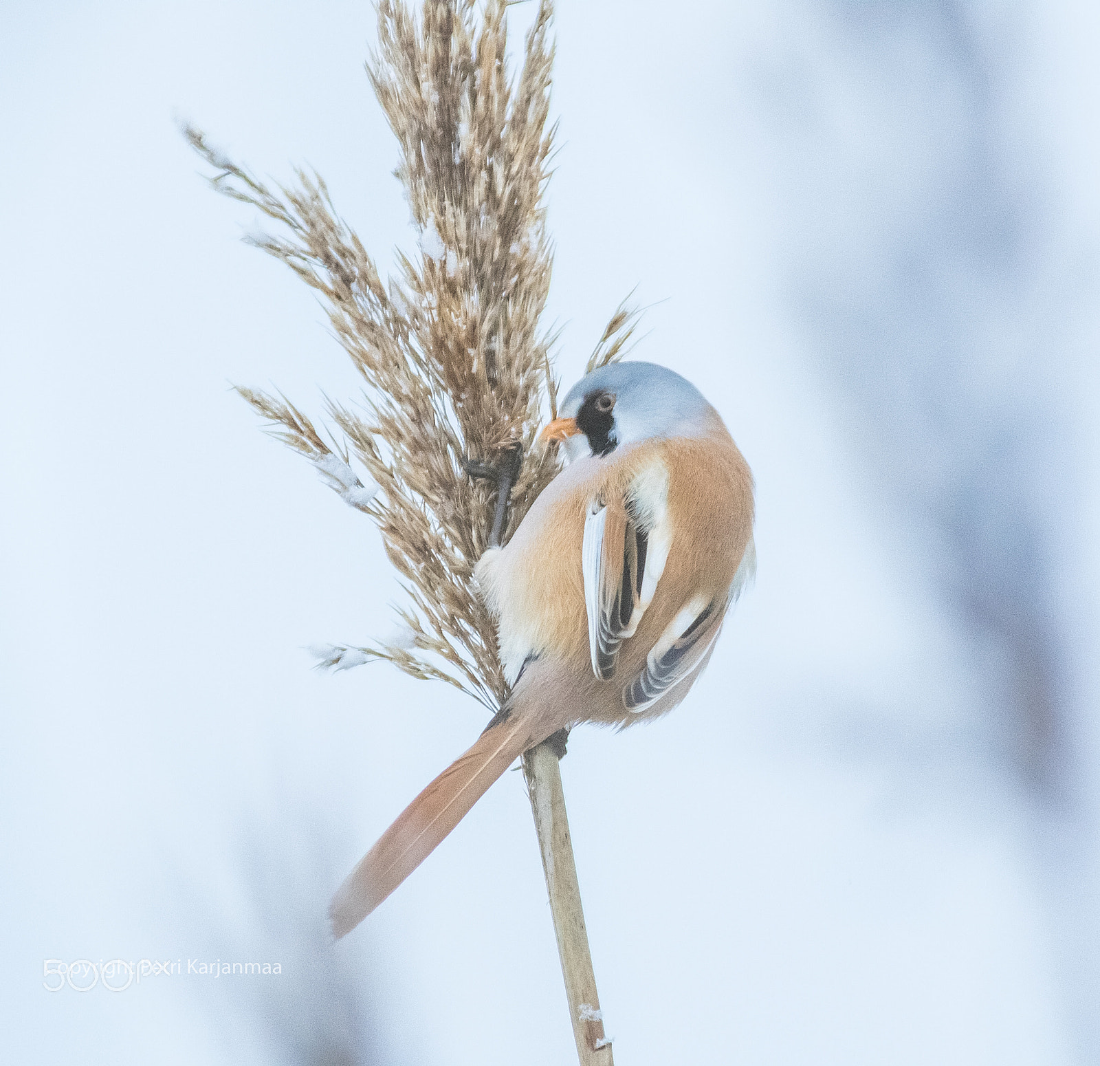 Canon EF 300mm f/2.8L + 1.4x sample photo. Bearded reedling freezing tempera photography