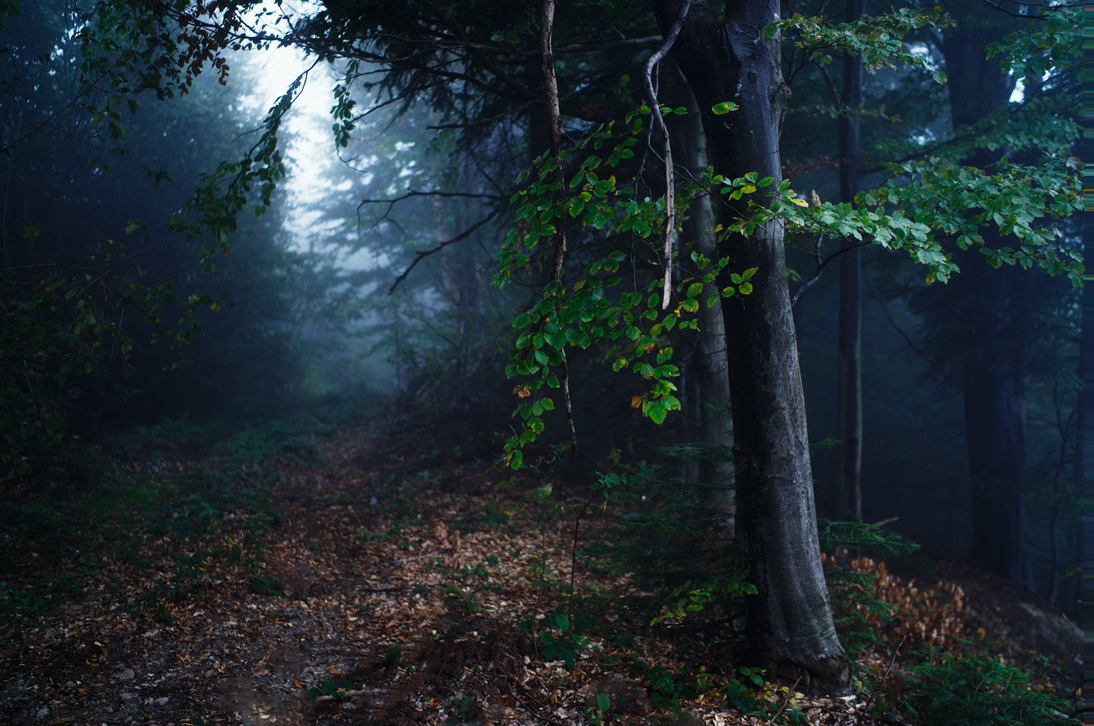 Sony a7S + Sony Distagon T* FE 35mm F1.4 ZA sample photo. Rpp photography