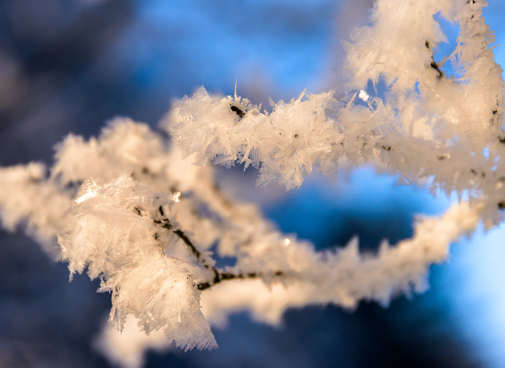 Nikon D800 + Sigma 24-105mm F4 DG OS HSM Art sample photo. Ice crystals on the tree photography