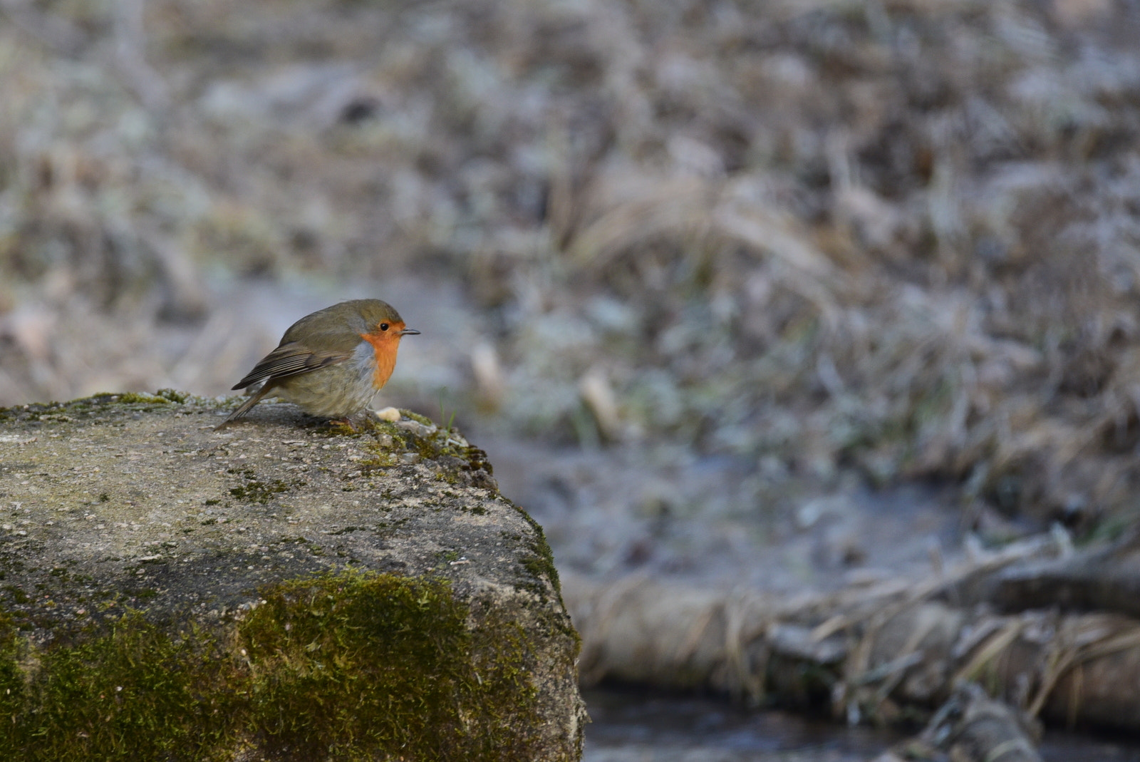 Sigma 150-600mm F5-6.3 DG OS HSM | S sample photo. Rouge gorge au bord d'un ruisseau gelé photography