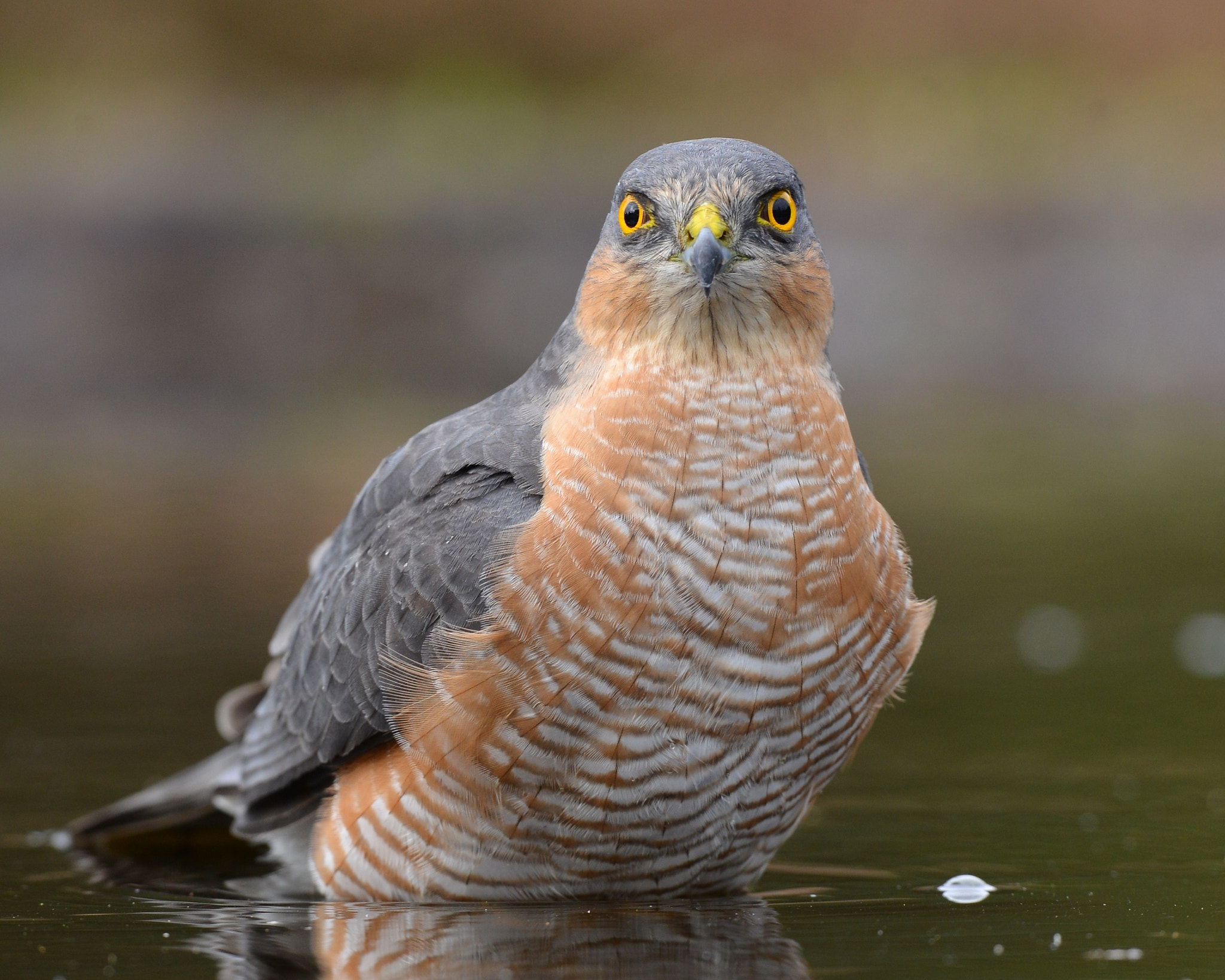 Nikon AF-S Nikkor 500mm F4G ED VR sample photo. Sperwer photography