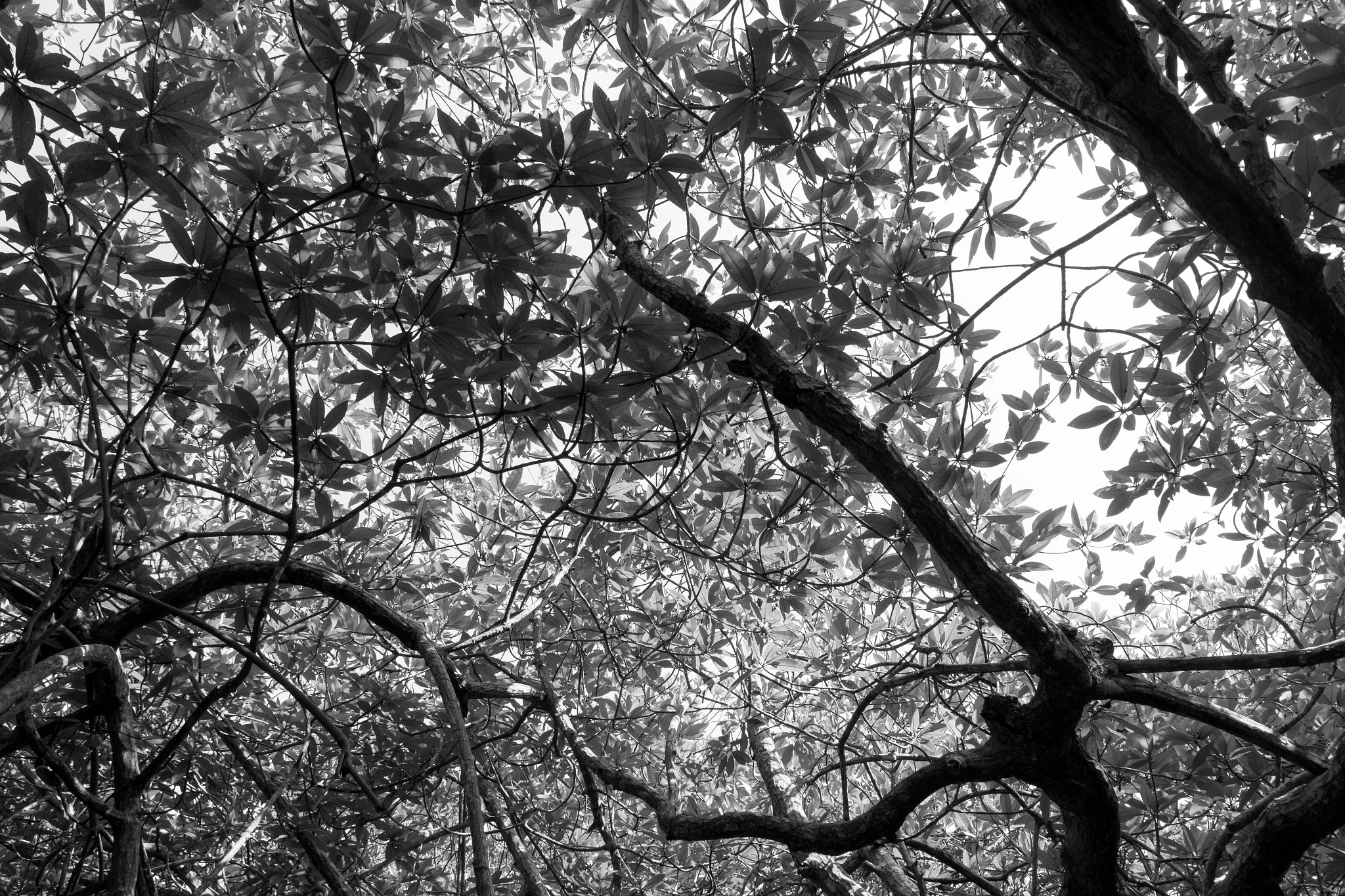 Canon EOS 600D (Rebel EOS T3i / EOS Kiss X5) sample photo. Shadows of nature photography