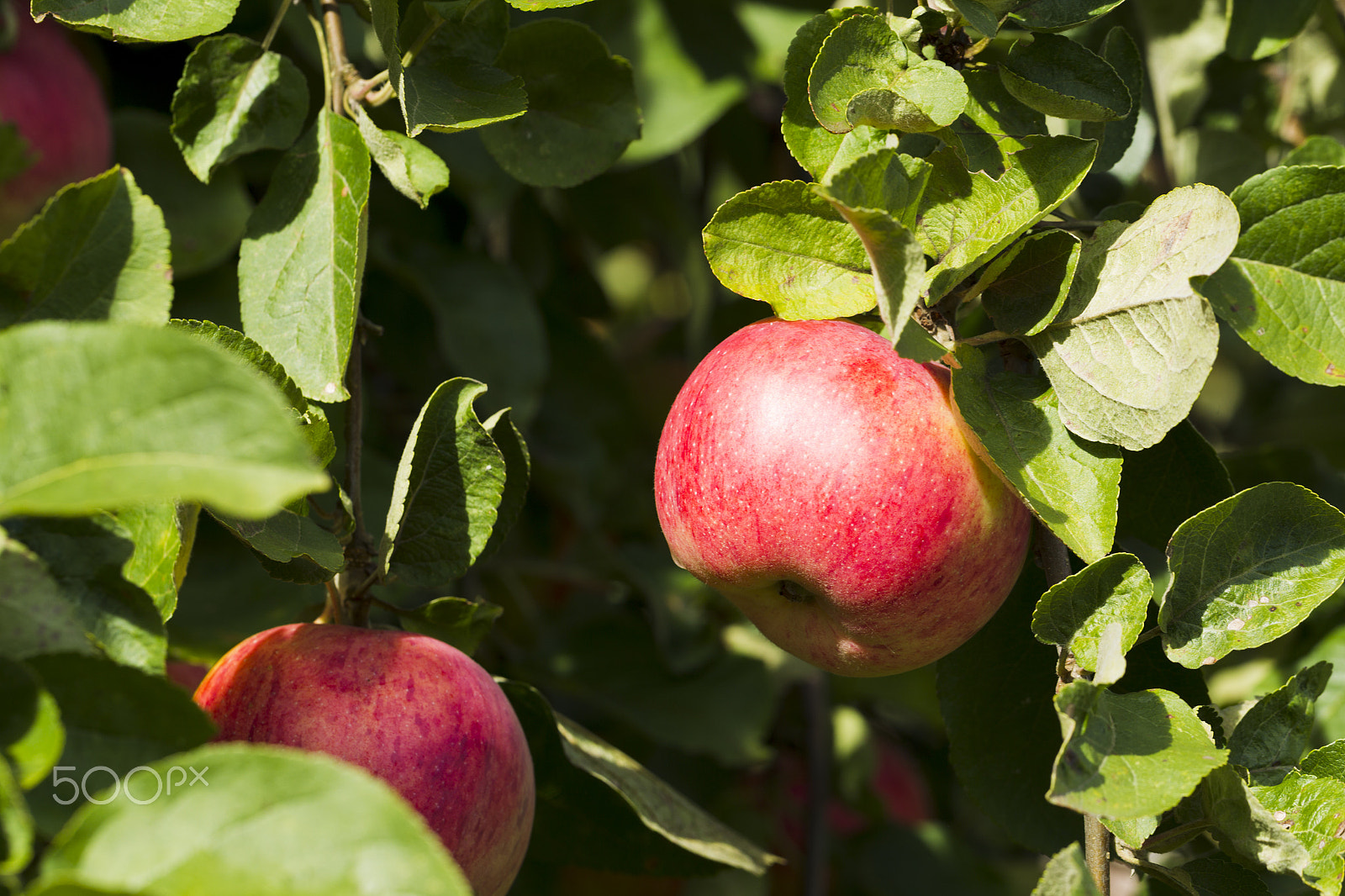 Canon EOS-1D Mark IV sample photo. Apples on a tree branch on a background of green foliage photography