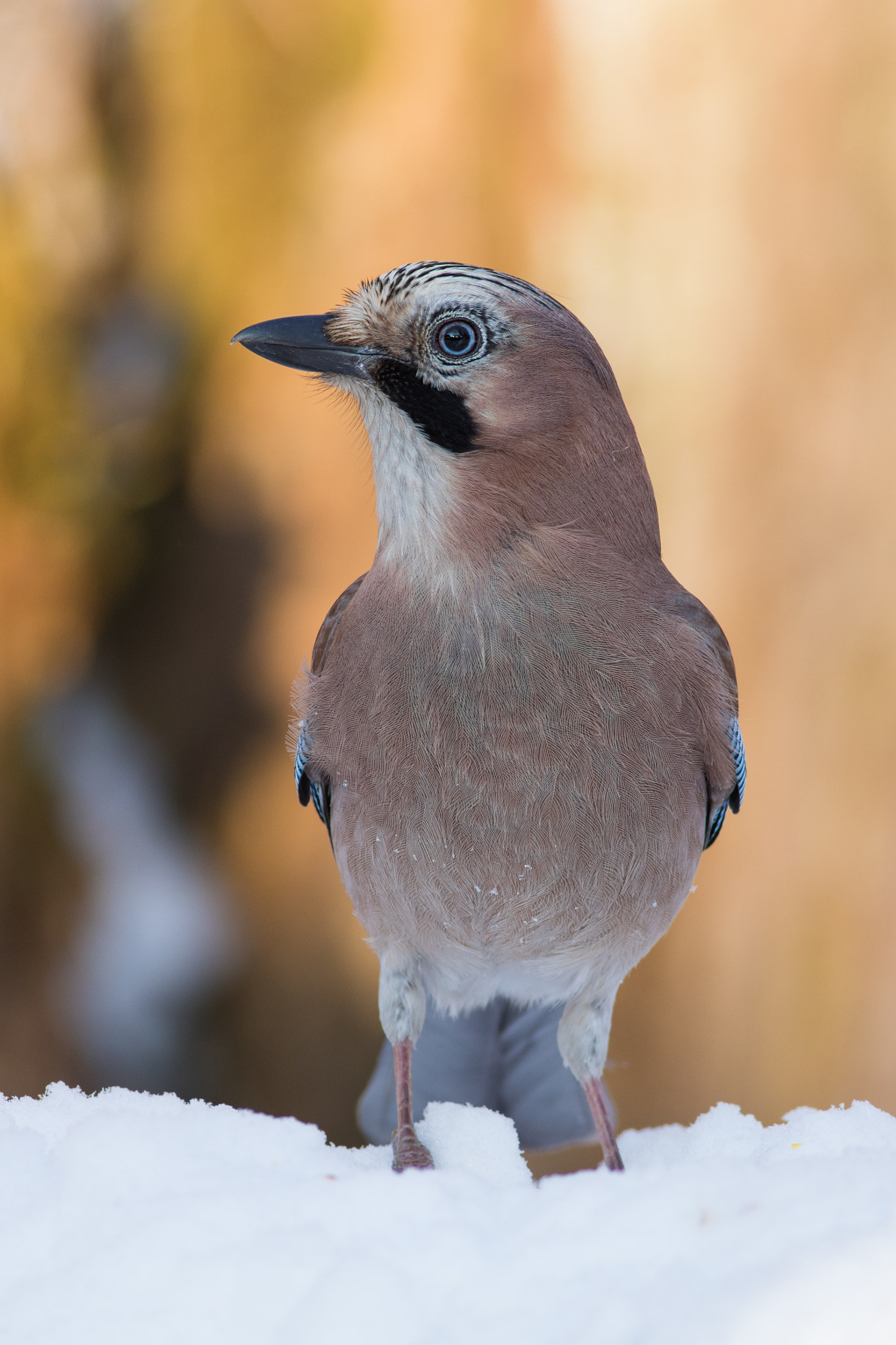 Canon EF 400mm F5.6L USM sample photo. Sojka obecná (garrulus glandarius) photography