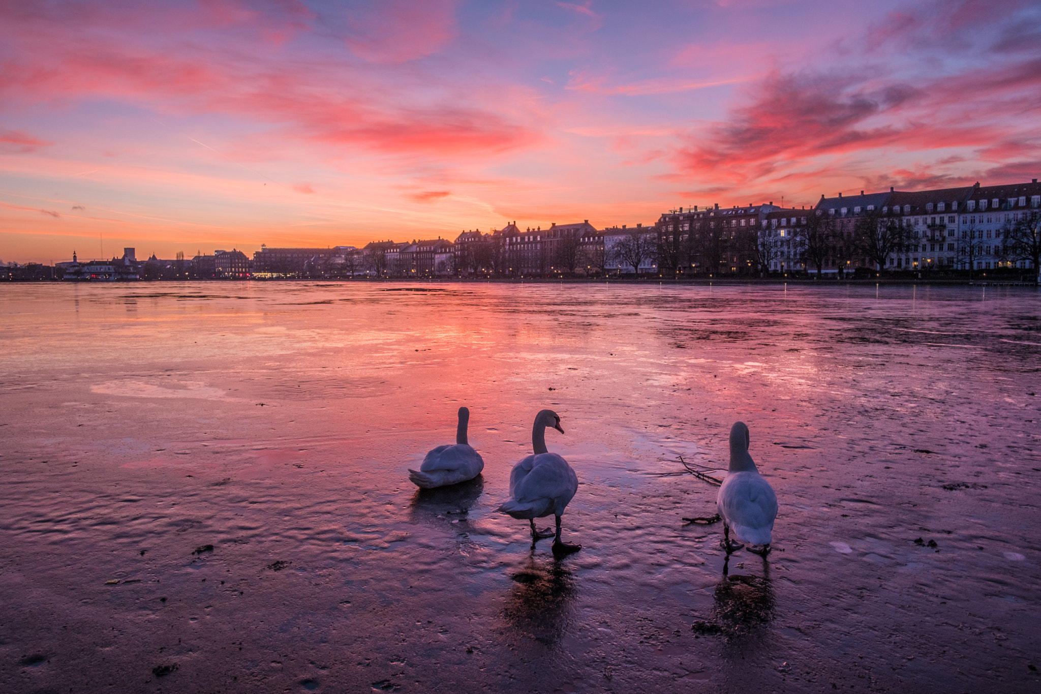 Fujifilm XF 18mm F2 R sample photo. Swans in copenhagen photography