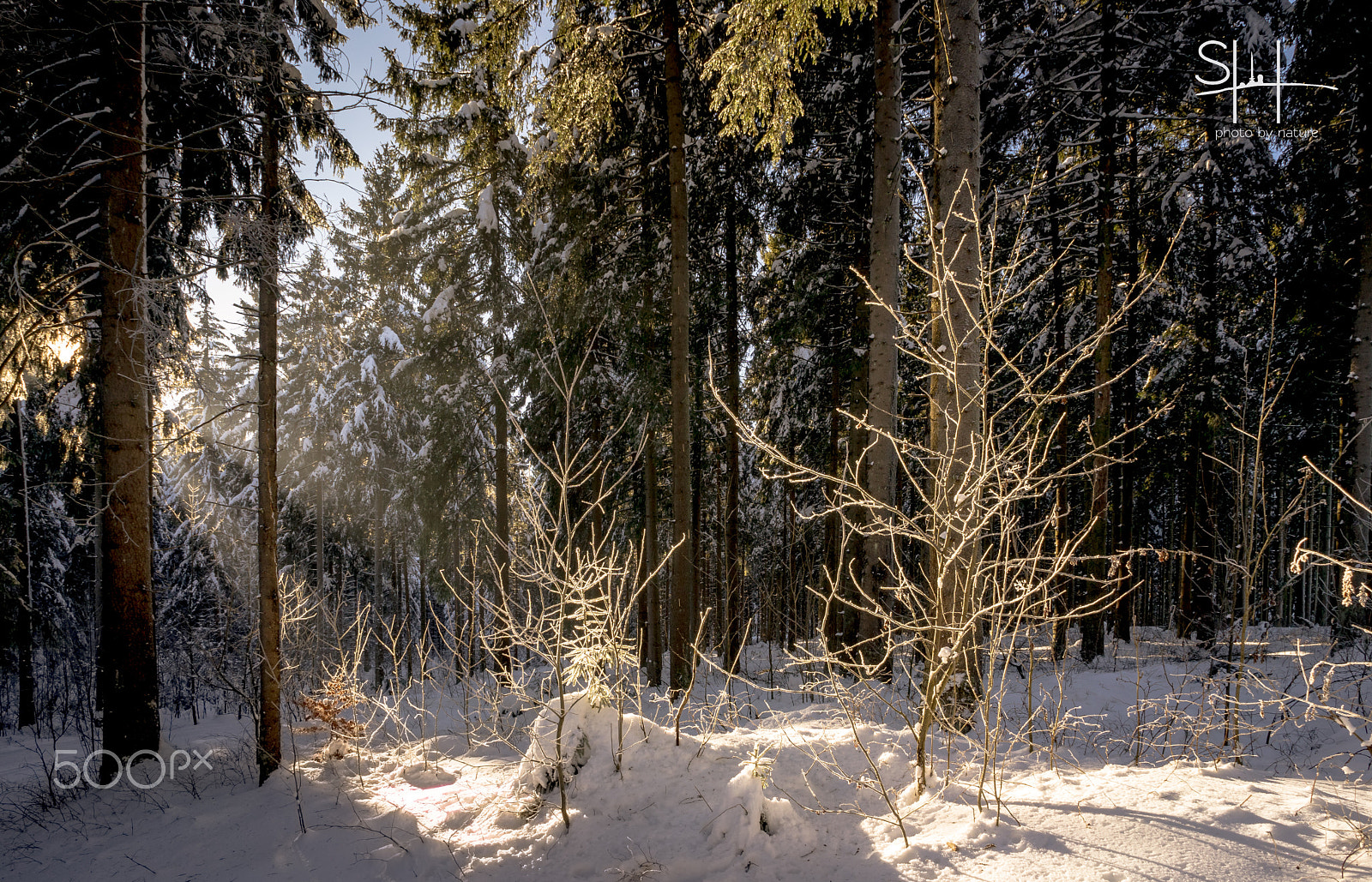 Sony FE 28mm F2 sample photo. Wintertrees photography