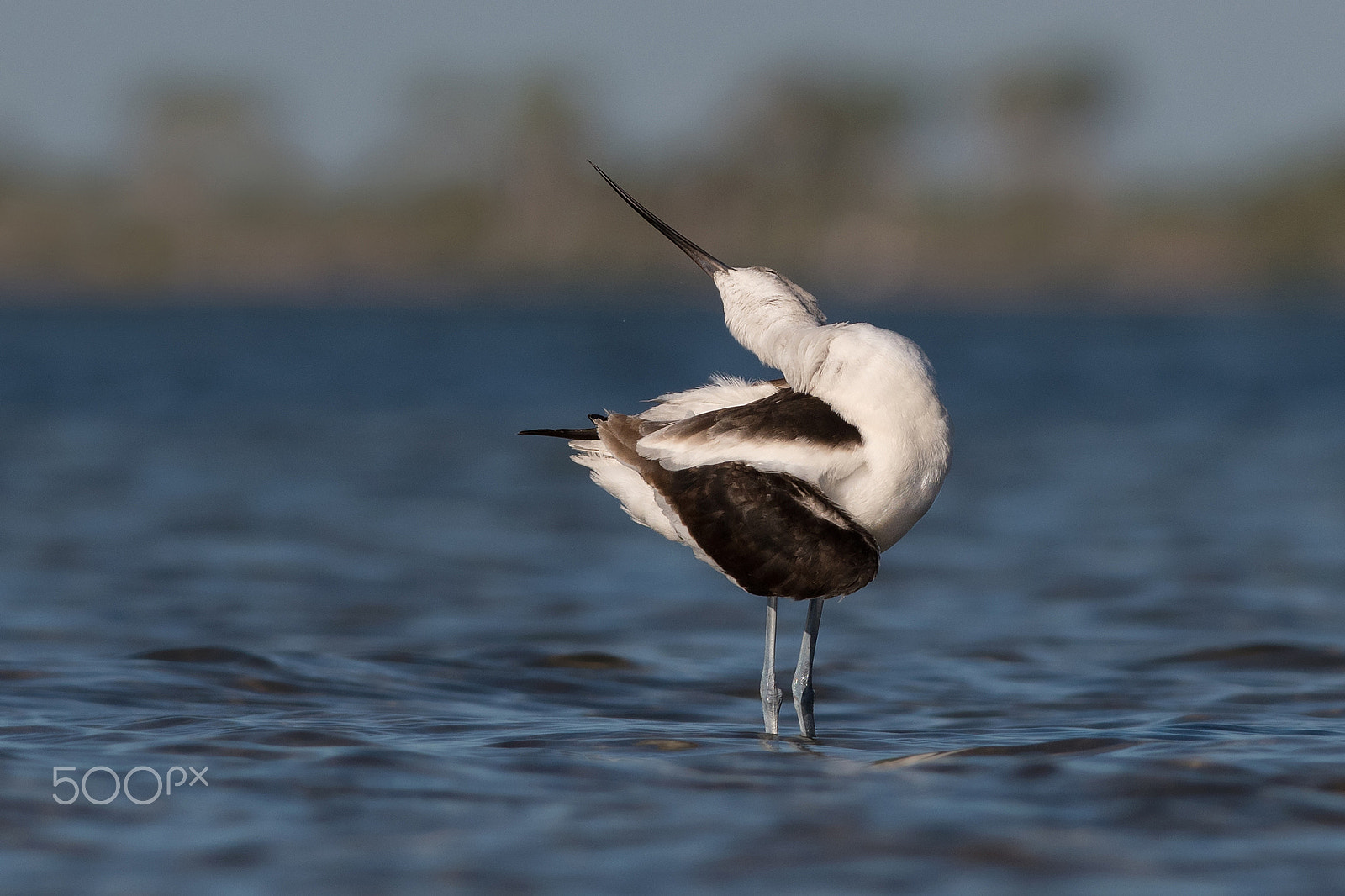 Nikon D500 + Nikon AF-S Nikkor 300mm F4D ED-IF sample photo. American avocet photography