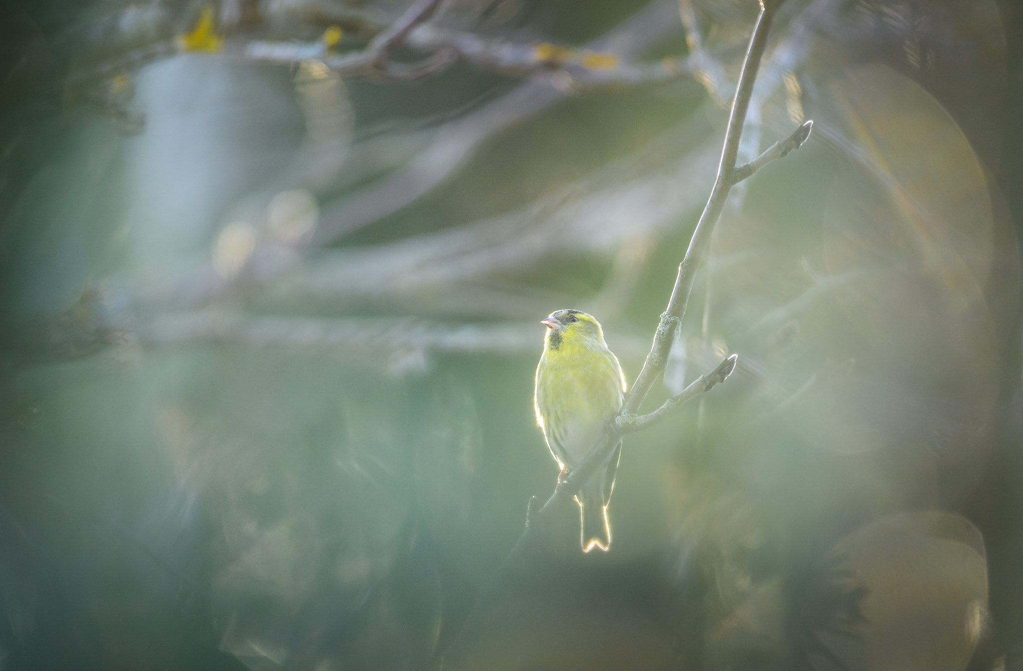 Nikon AF-S Nikkor 300mm F2.8G ED VR II sample photo. Sunny photography