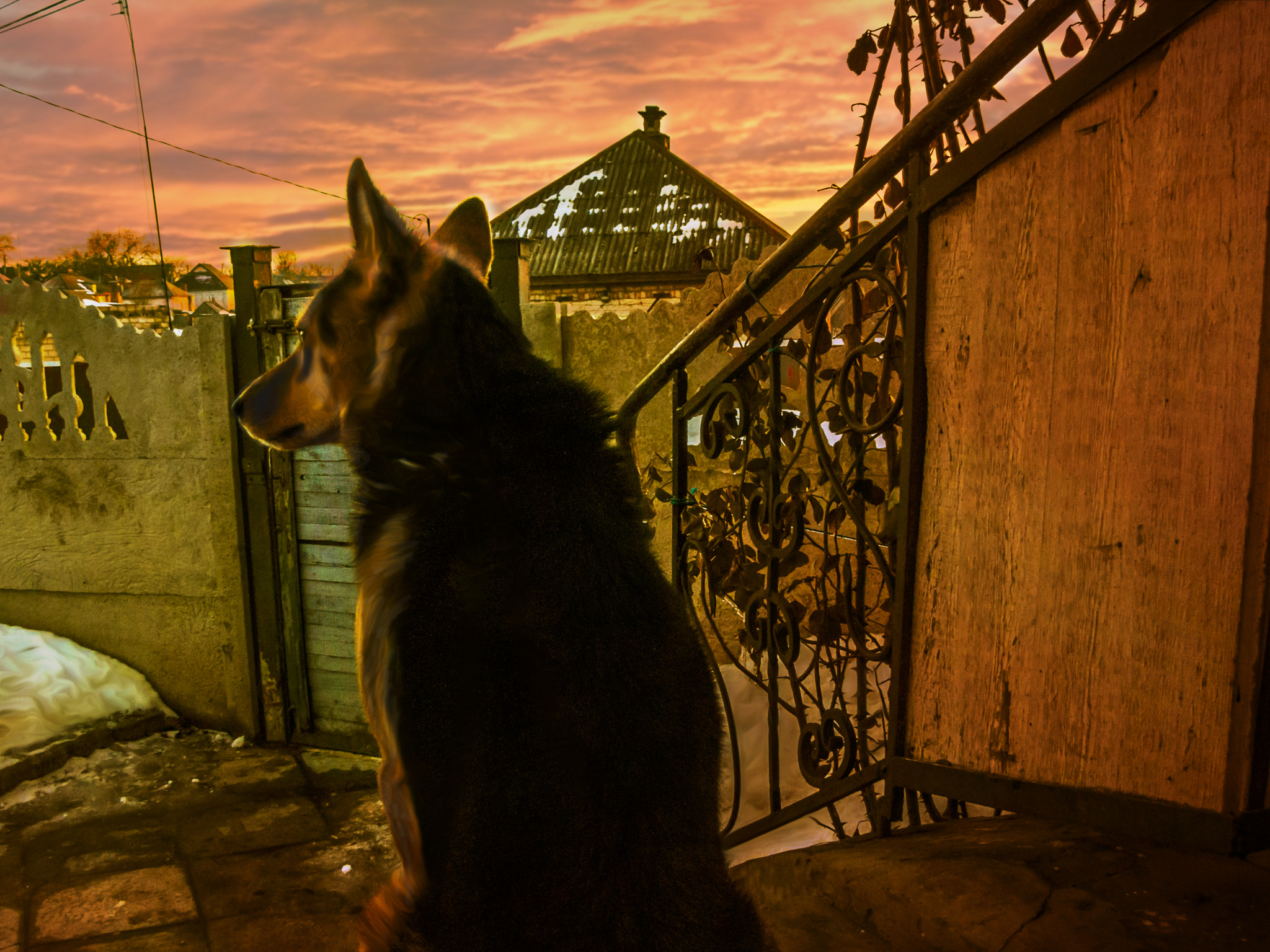 Canon PowerShot SX1 IS sample photo. My dog photography