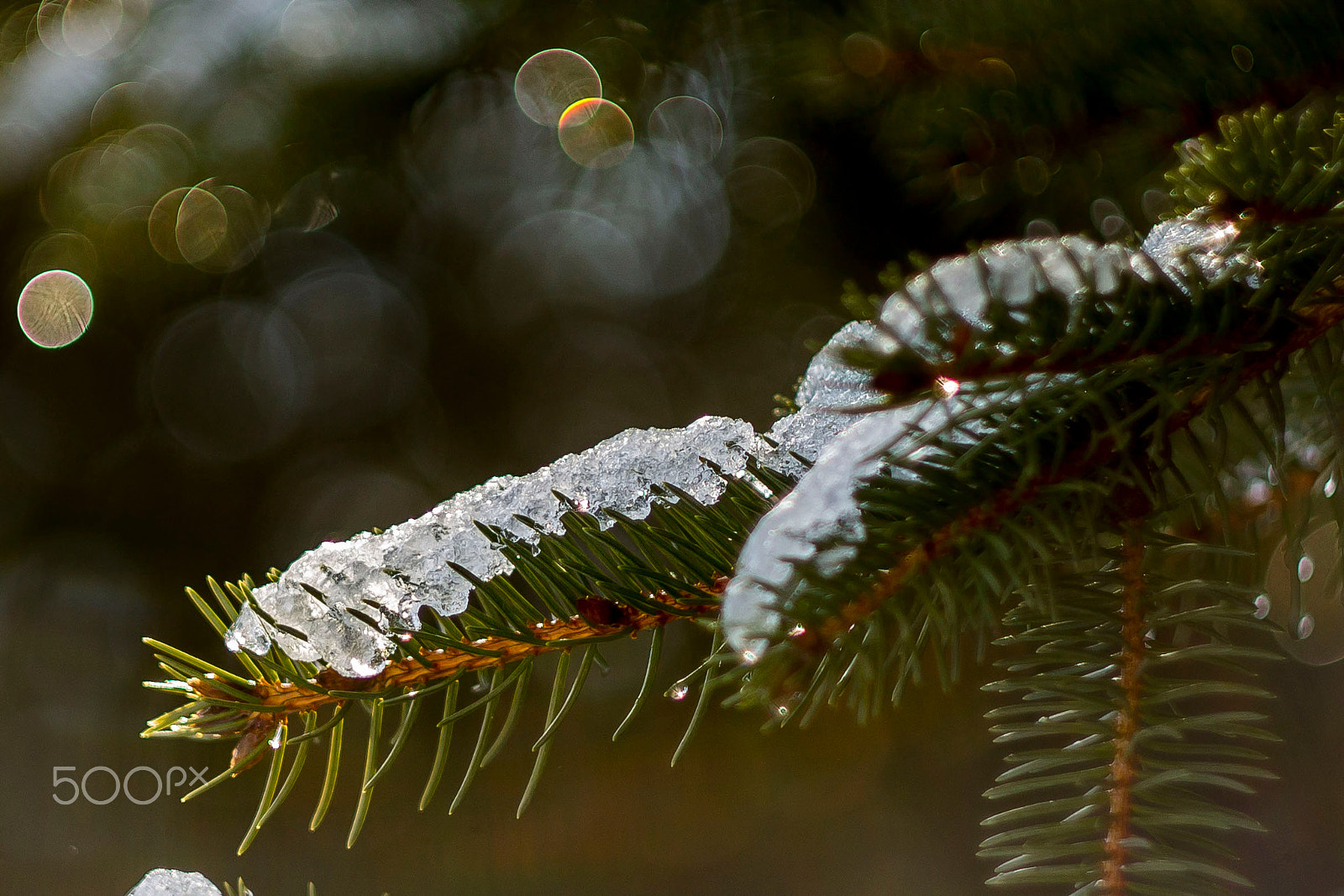 Canon EF 35-80mm f/4-5.6 sample photo. Winter photography