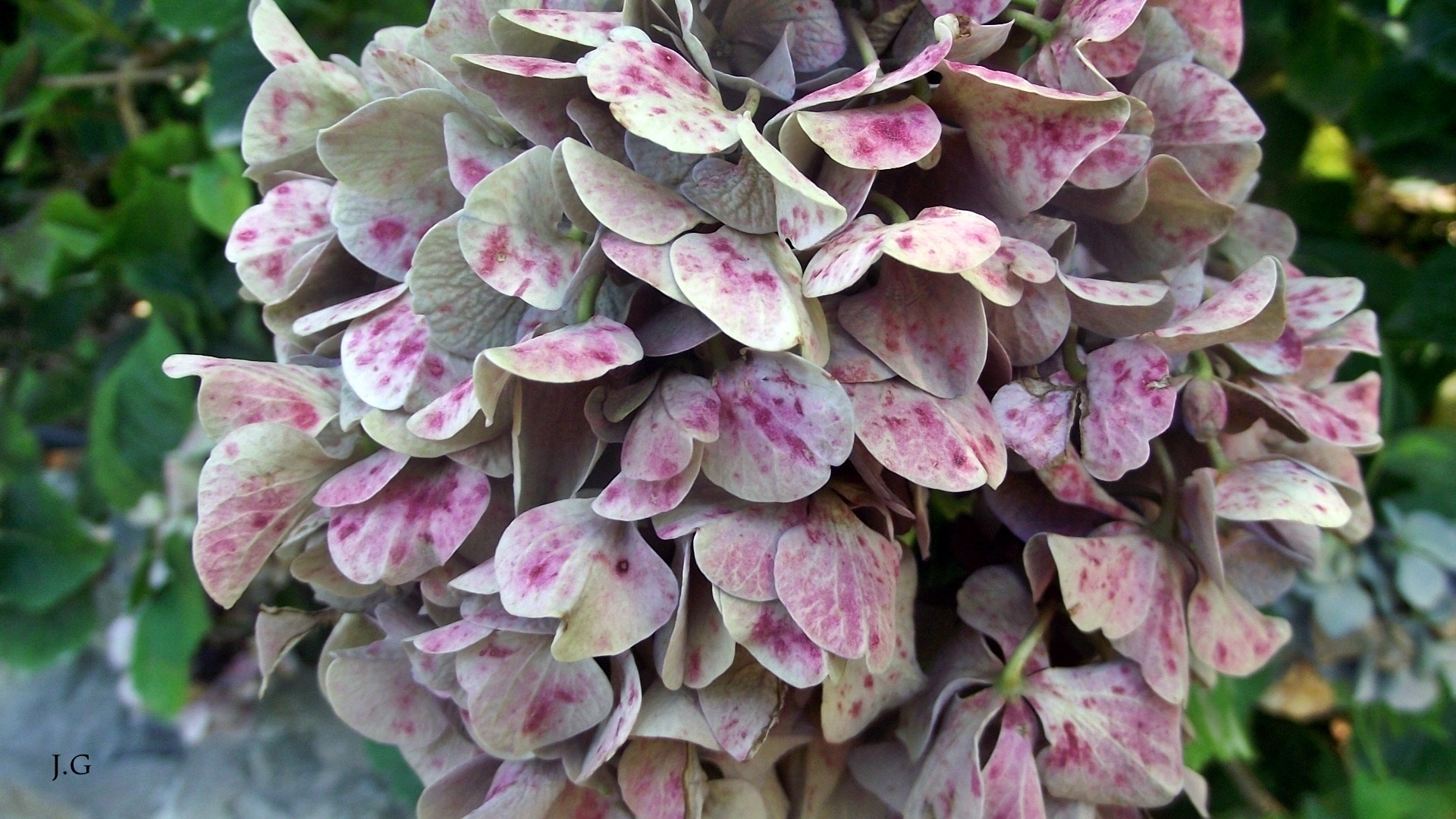 FujiFilm FinePix S1600 (FinePix S1770) sample photo. Hortensia rose, bambouseraie d'anduze photography