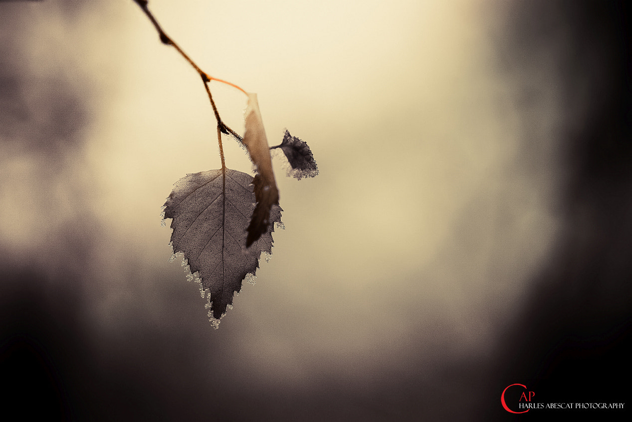 Pentax K-1 + Sigma sample photo. Winter leaf photography