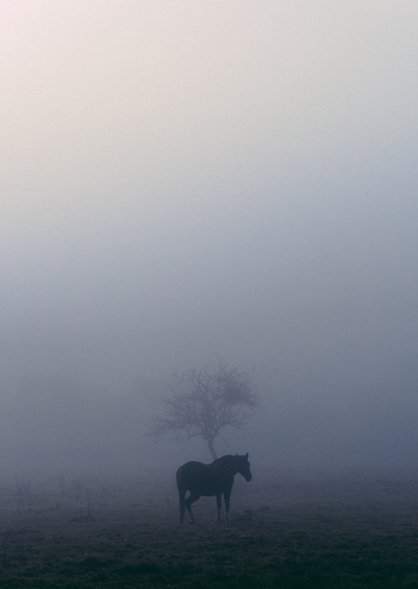 Panasonic Lumix DMC-GH4 sample photo. Misty morning photography