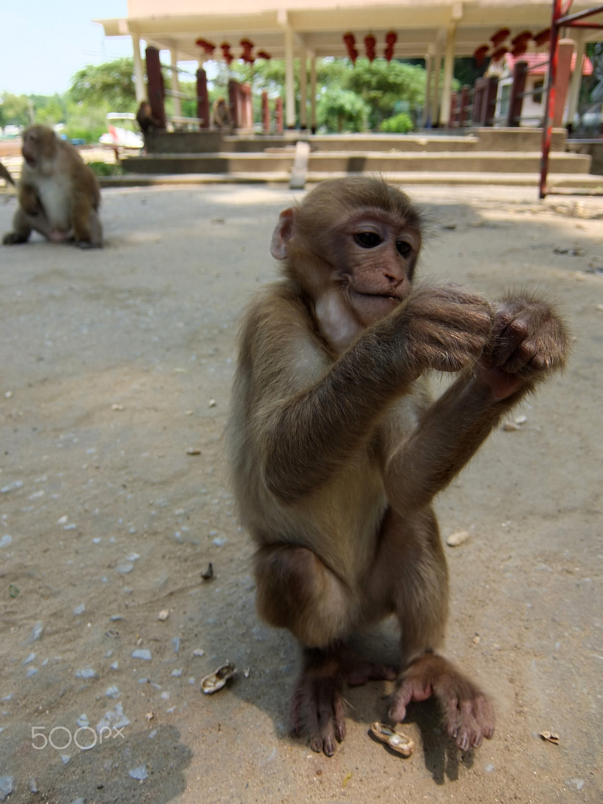 Fujifilm XF1 sample photo. Crab-eating macaque, wat tham pla ii photography