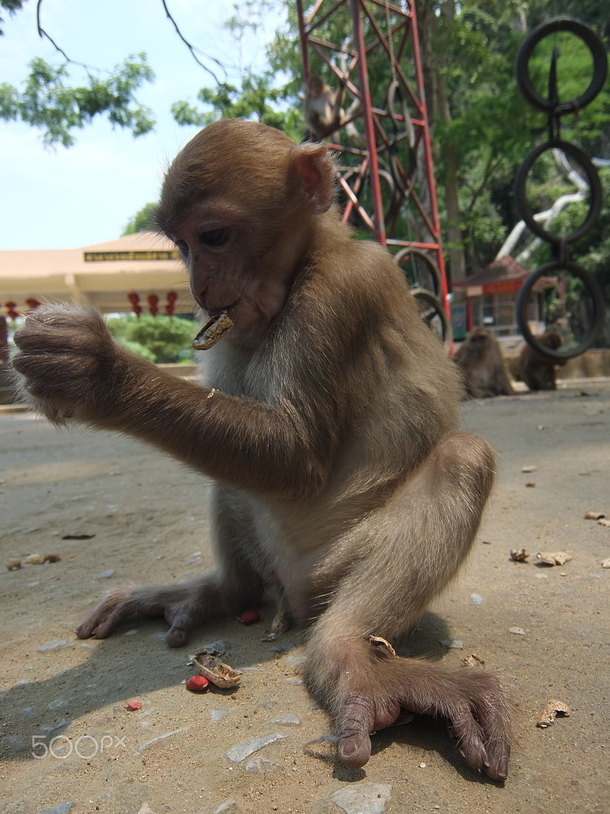 Fujifilm XF1 sample photo. Crab-eating macaque, wat tham pla iii photography
